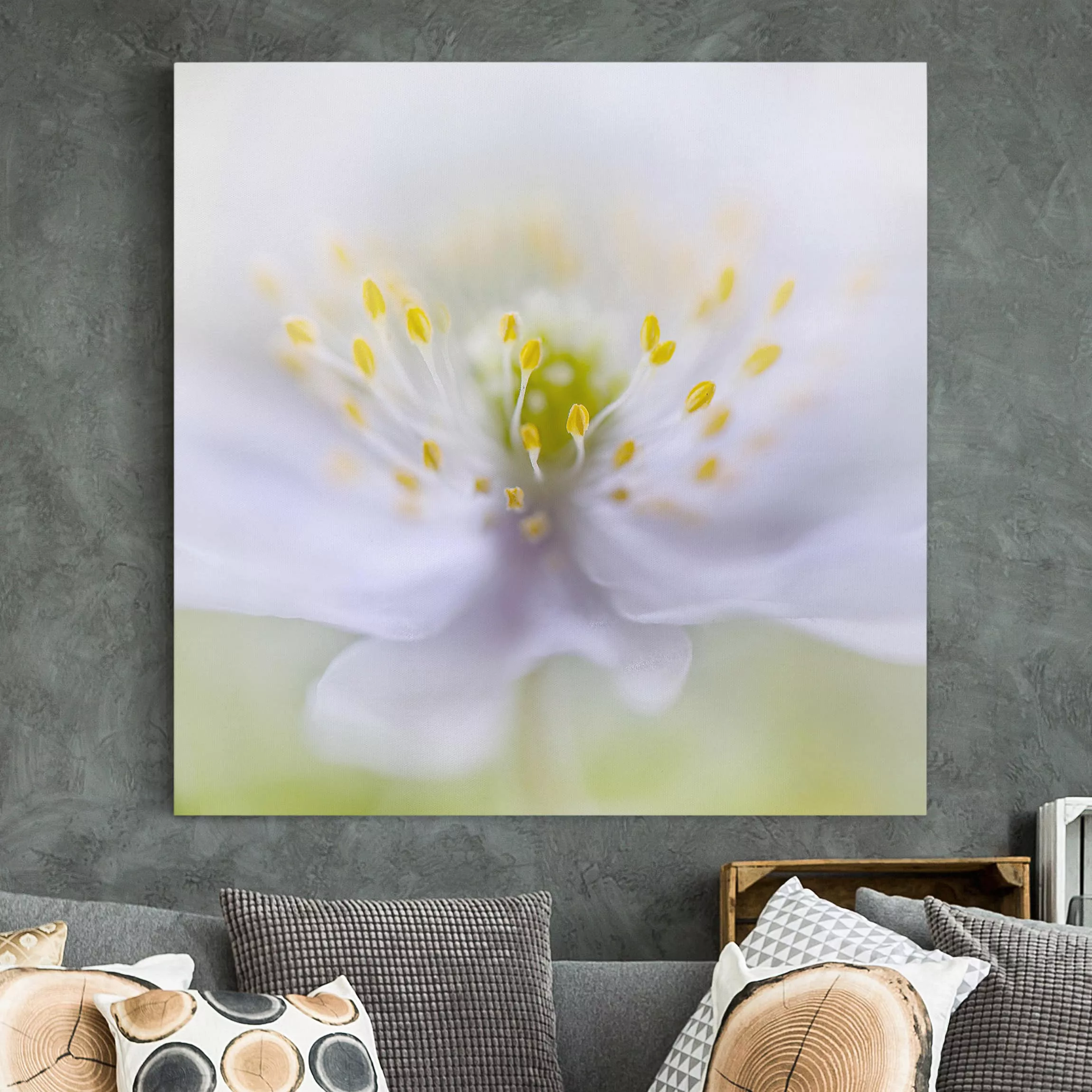 Leinwandbild Blumen - Quadrat Anemonen Schönheit günstig online kaufen