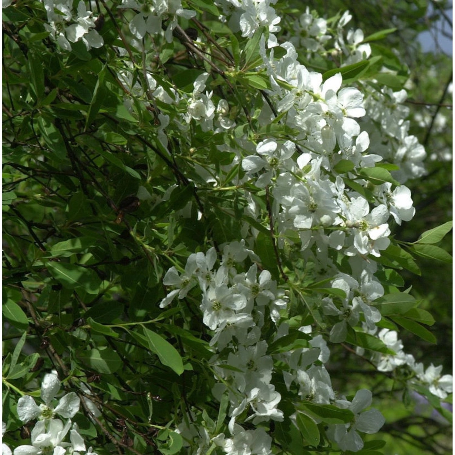 Prunkspiere Niagara 40-60cm - Exochorda racemosa günstig online kaufen