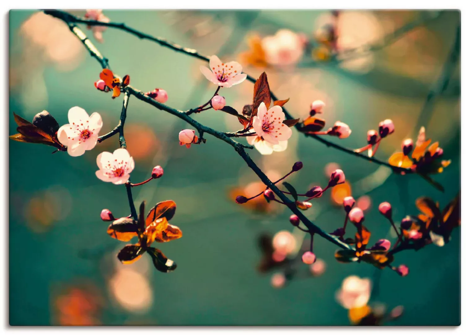 Artland Wandbild "Japanische Kirsch Sakura Blumen", Blumen, (1 St.), als Le günstig online kaufen