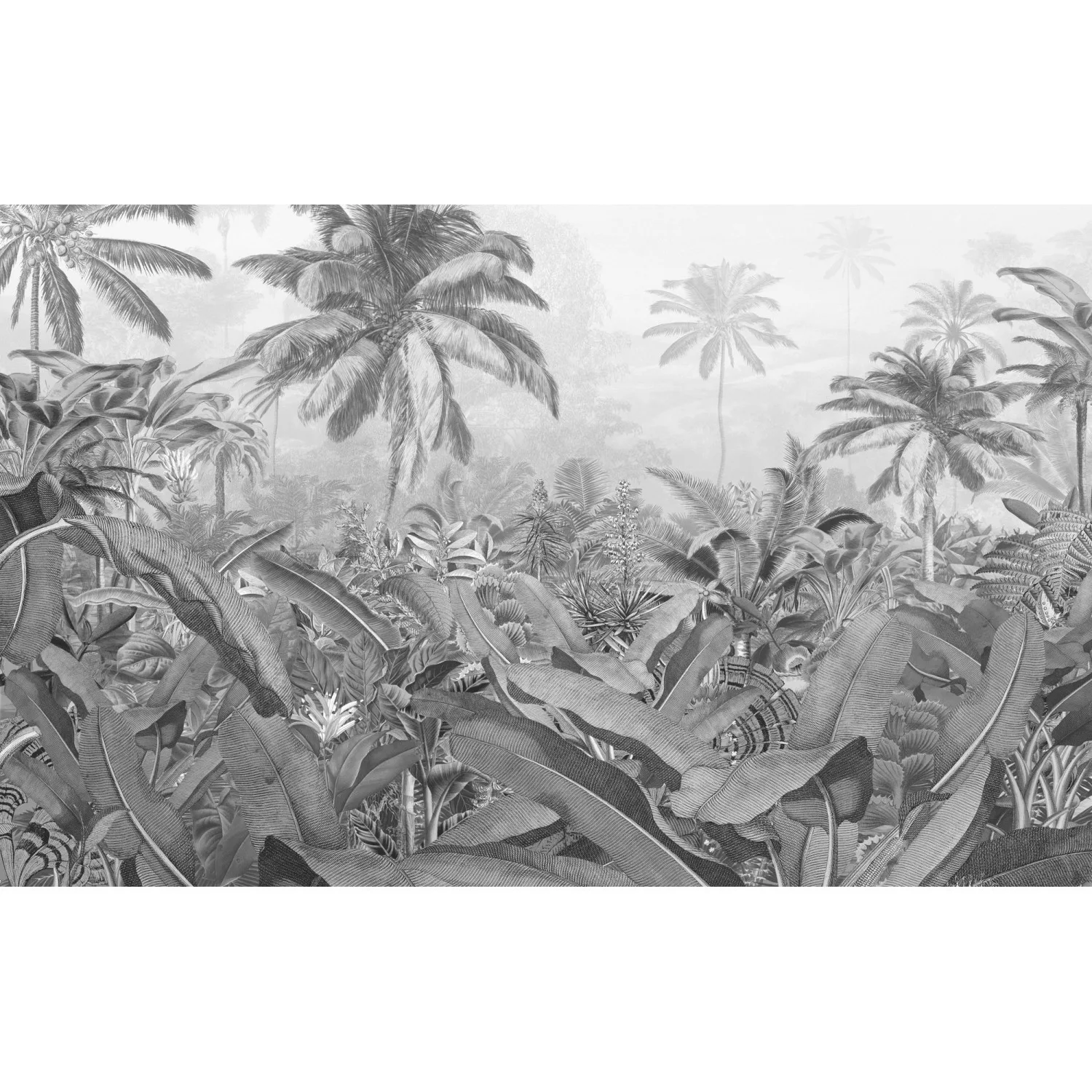 Komar Vliestapete »Amazonia Black and White« günstig online kaufen