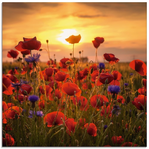 Artland Glasbild "Mohnblumen im Abendlicht", Blumen, (1 St.), in verschiede günstig online kaufen
