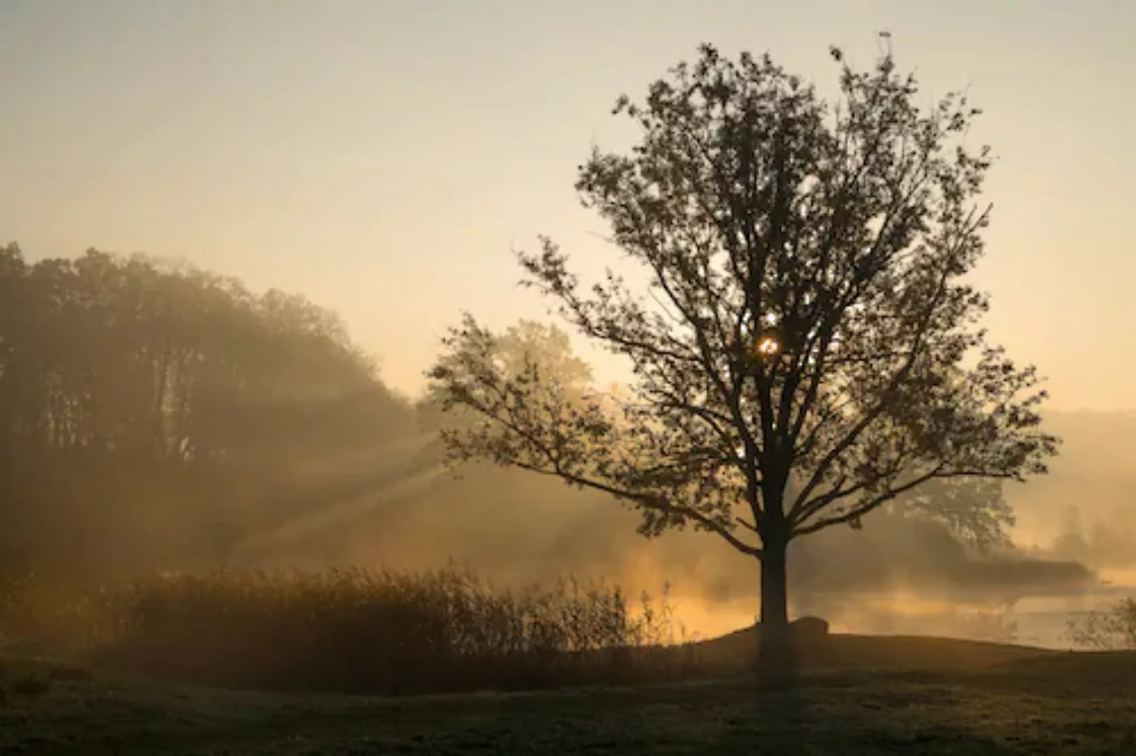 Papermoon Fototapete »Baum im Feld« günstig online kaufen