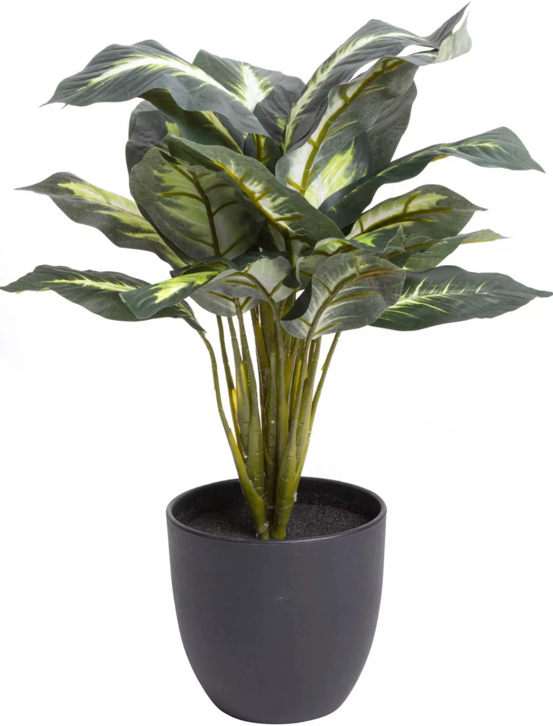 Botanic-Haus Künstliche Zimmerpflanze »Dieffenbachia« günstig online kaufen