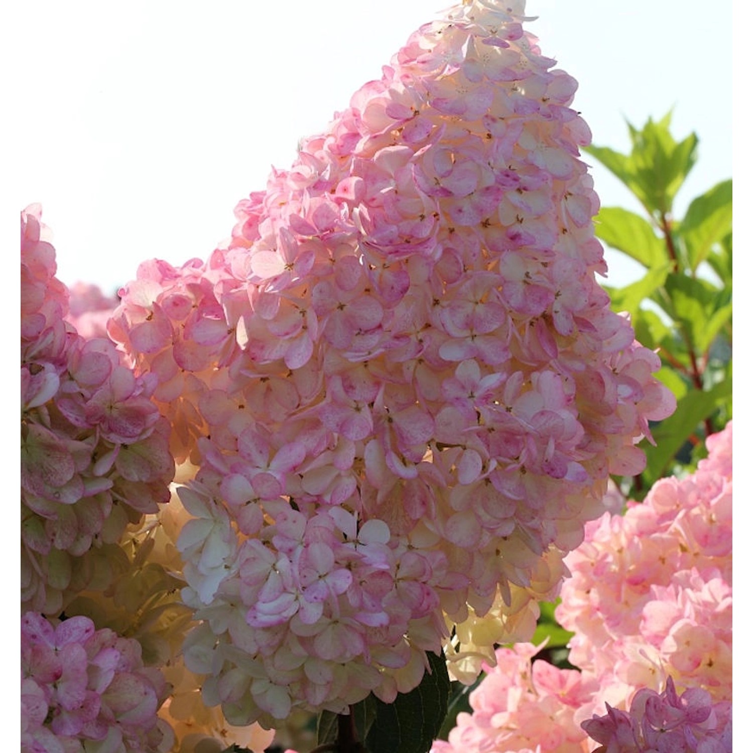 Rispenhortensie Sunday Fraise 40-60cm - Hydrangea paniculata günstig online kaufen