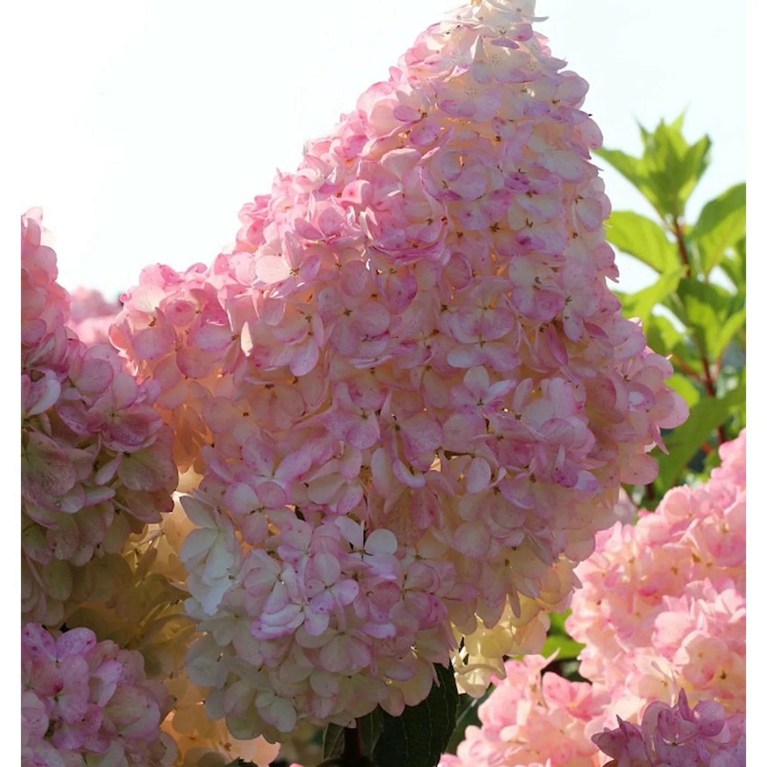 Rispenhortensie Sunday Fraise 30-40cm - Hydrangea paniculata günstig online kaufen