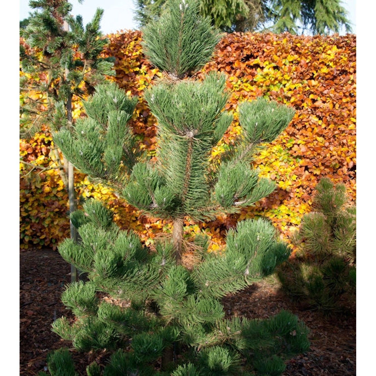 Österreichische Schwarzkiefer Oregon Green 60-70cm - Pinus nigra günstig online kaufen