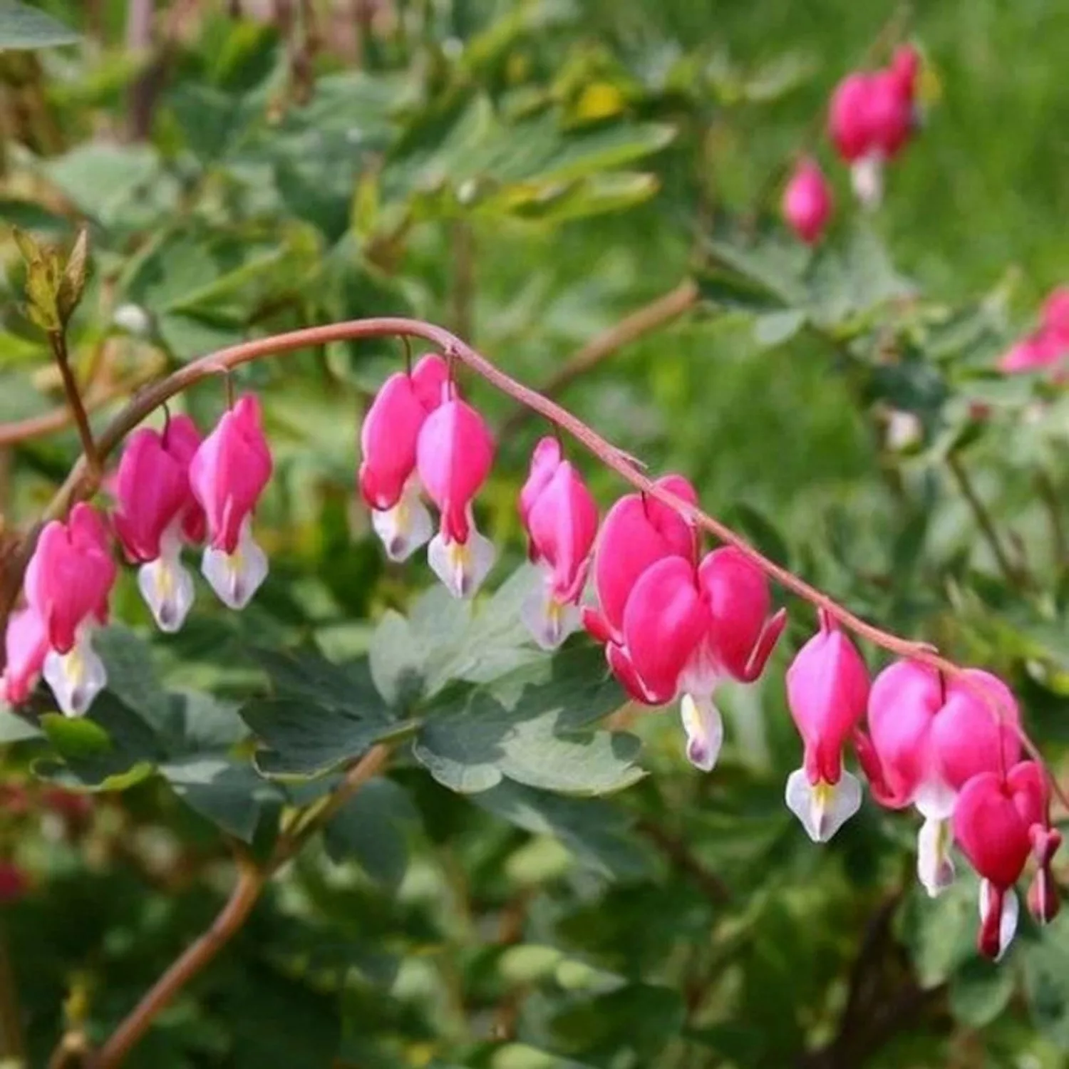 Zwergherzblume King of Hearts - Dicentra formosa günstig online kaufen