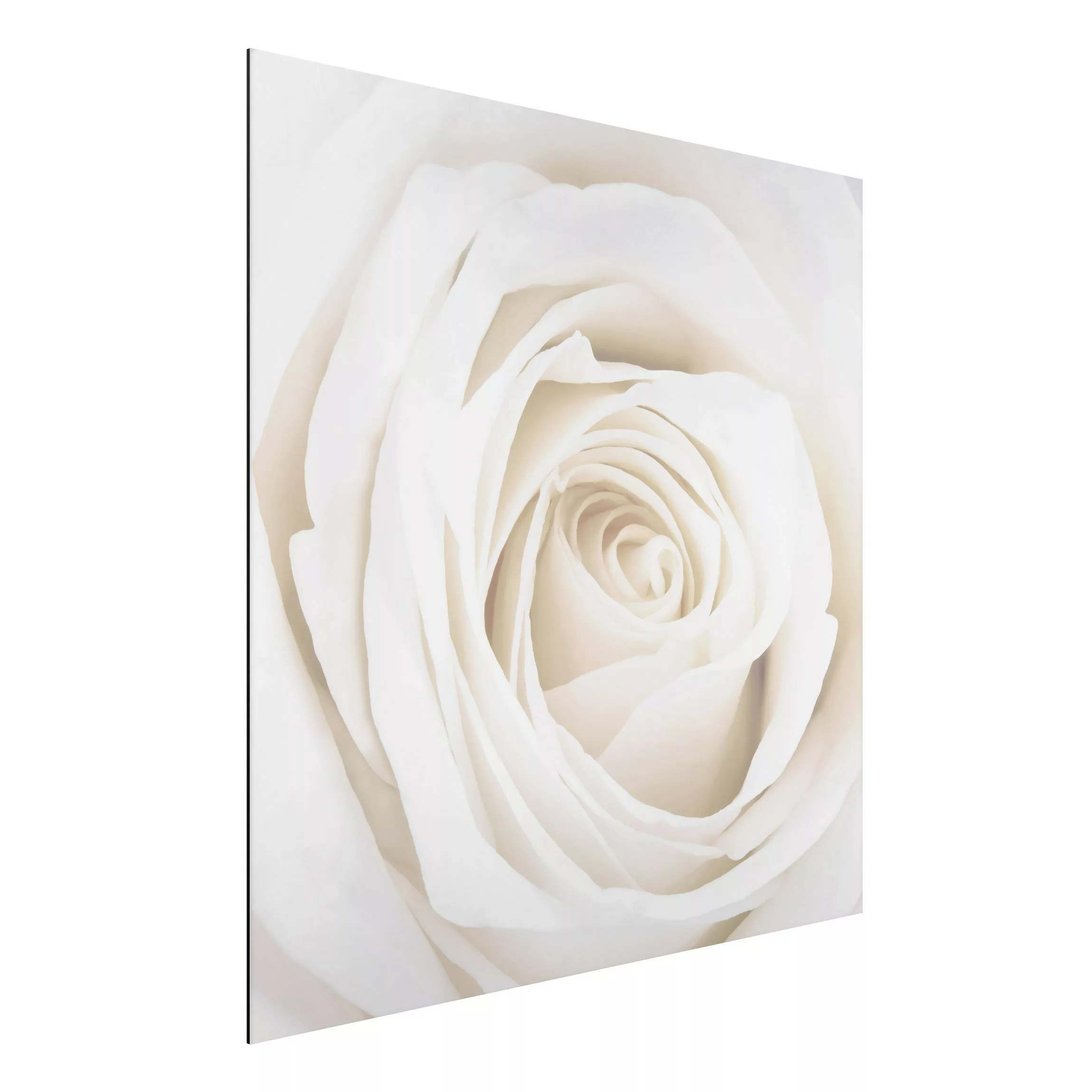 Alu-Dibond Bild Blumen - Quadrat Pretty White Rose günstig online kaufen