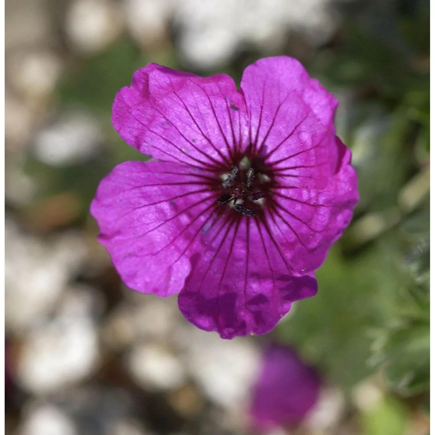 Storchenschnabel - Geranium cinereum günstig online kaufen