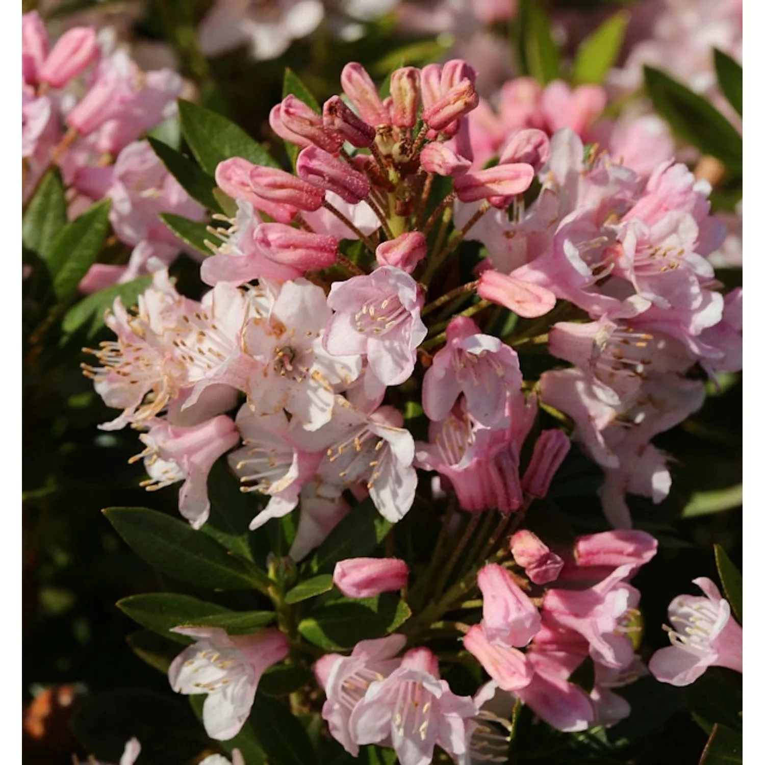 Kleinblütiger Rhododendron Bloombux 20-25cm - Rhododendron micranthum günstig online kaufen
