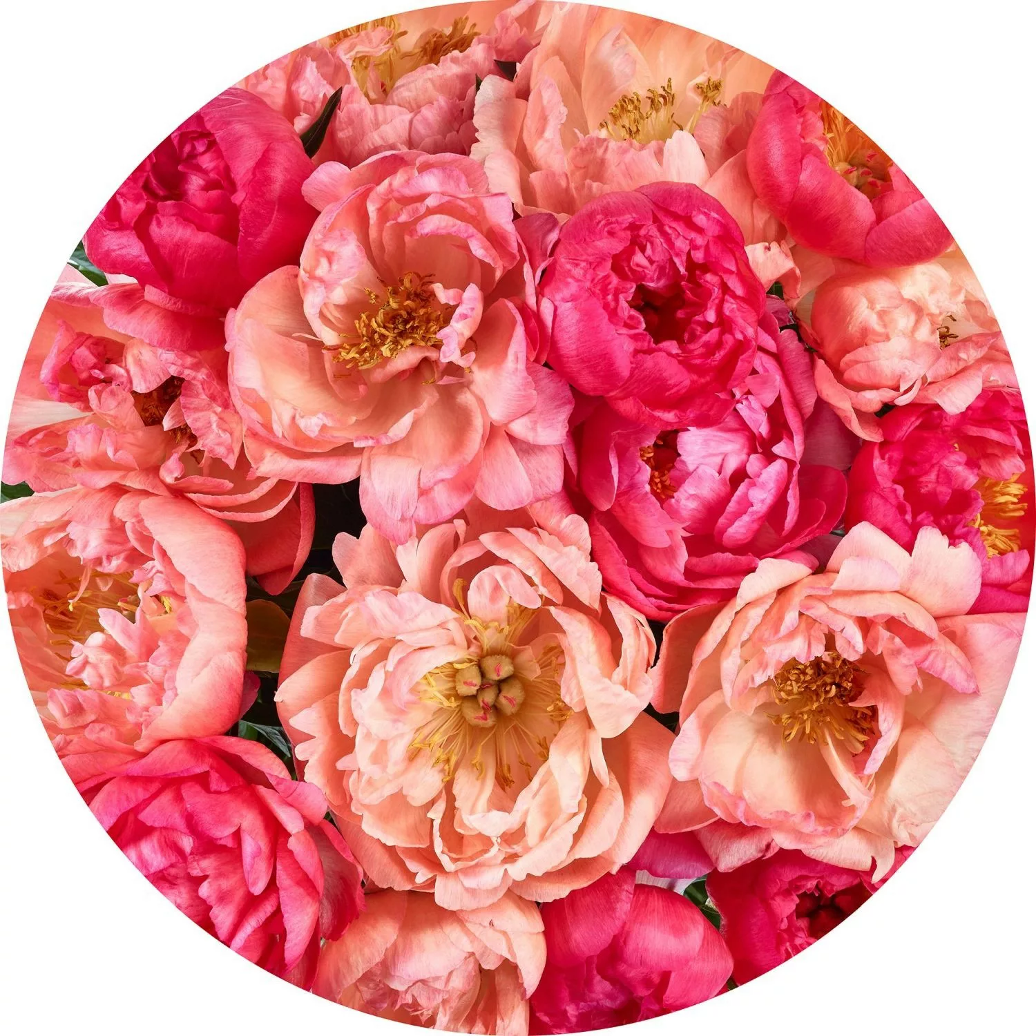 Sanders & Sanders Selbstklebende Runde Tapete Blumen Rosa Ø 125 cm 611805 günstig online kaufen