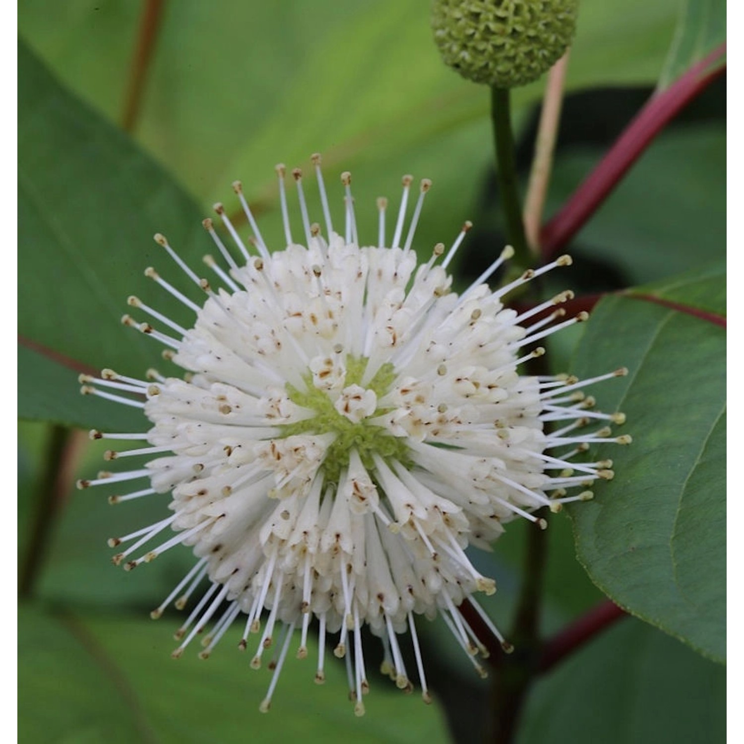 Kopfblume Knopfbusch 60-80cm - Cephalanthus occidentalis günstig online kaufen