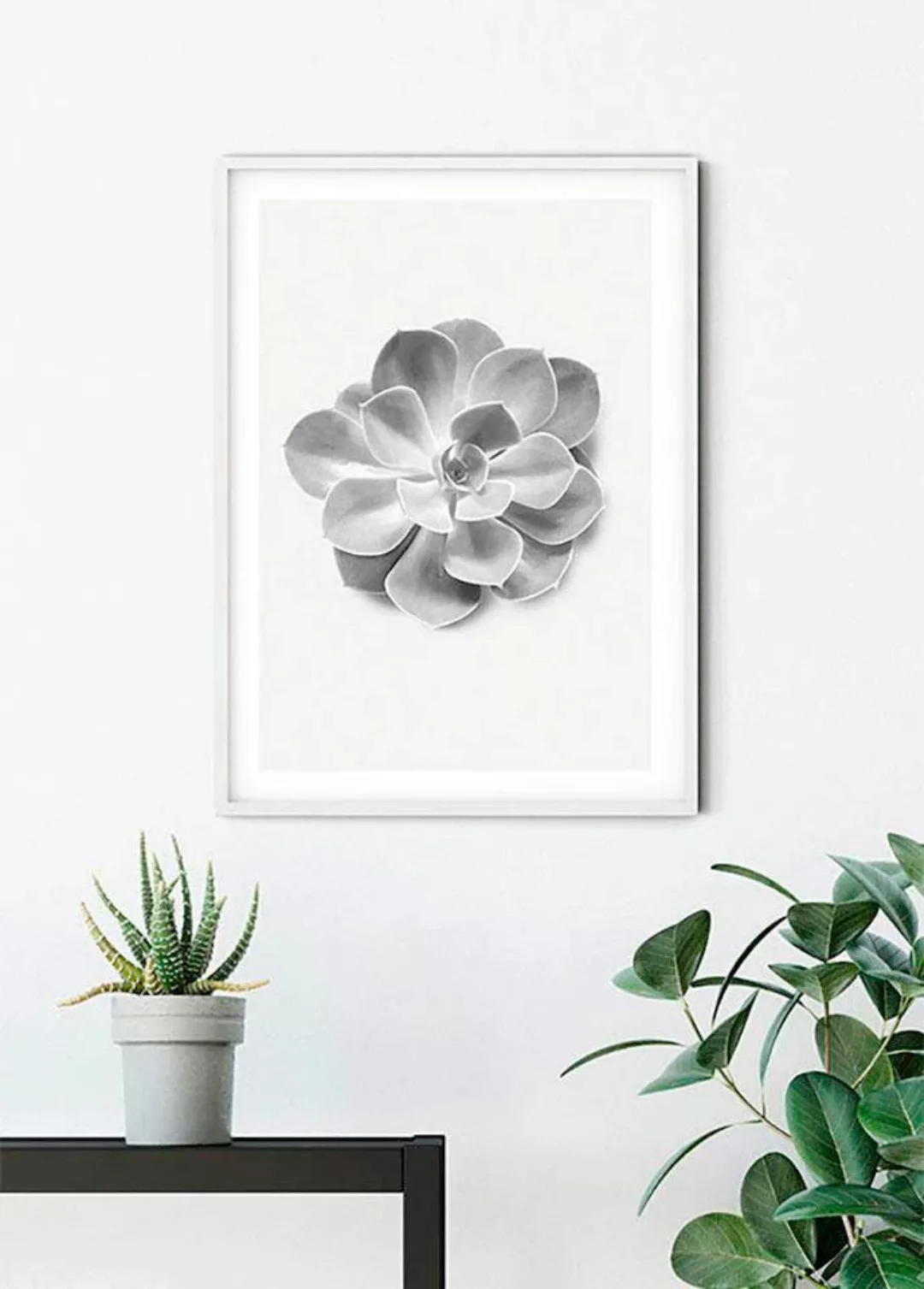 Komar Bild »Succulent Aeonium«, Pflanzen-Blätter, (1 St.), Wandbild zur Dek günstig online kaufen