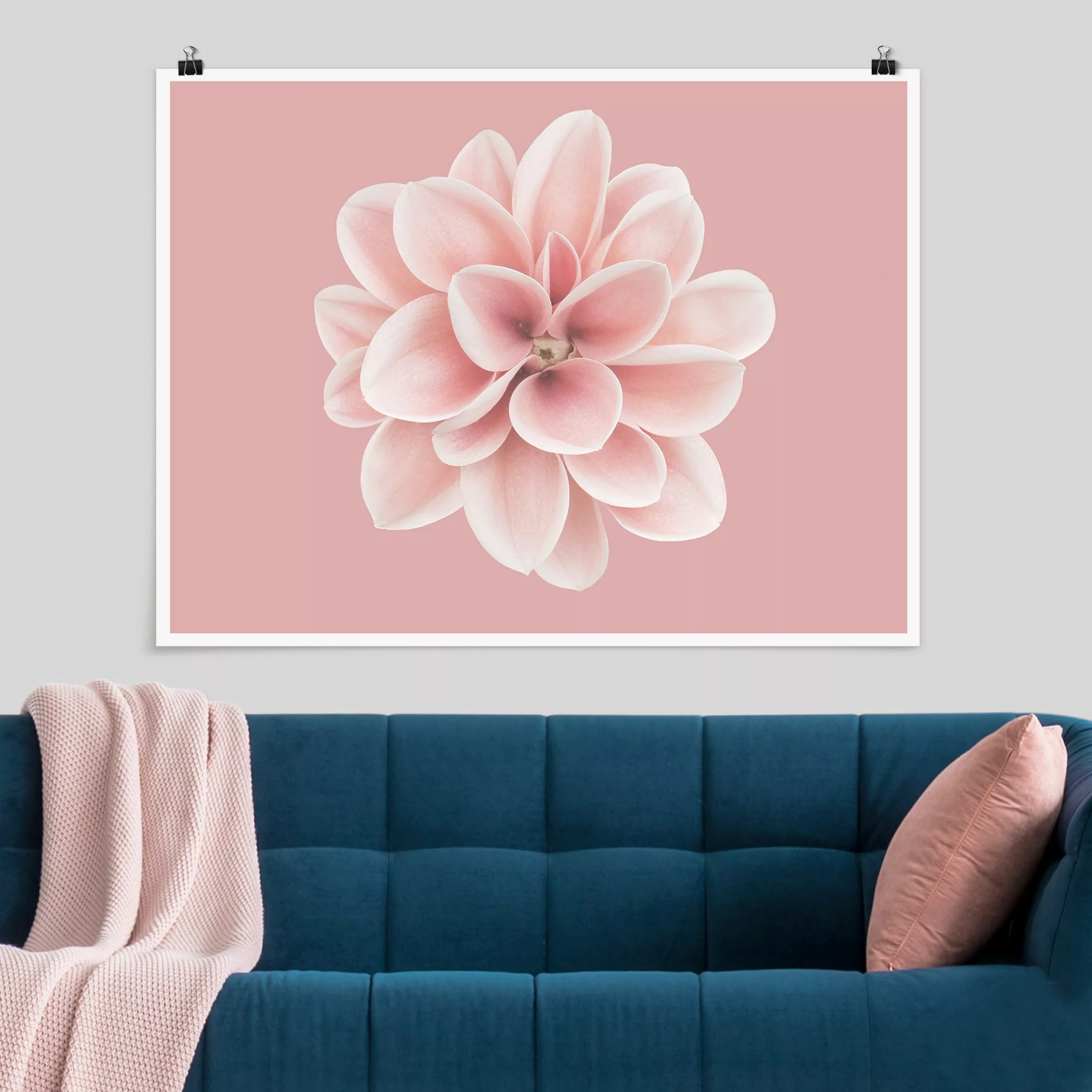 Poster Dahlie Rosa Blush Blume Zentriert günstig online kaufen