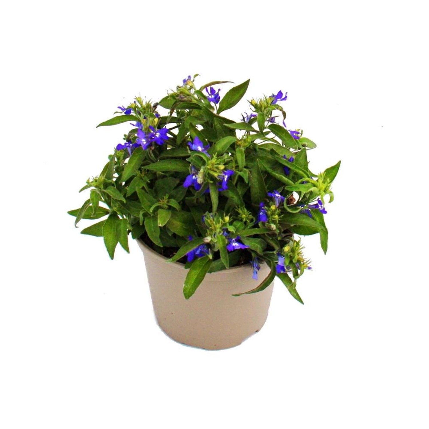Exotenherz Männertreu Hängend Blau Lobelia Richardii 11cm Set mit 3 Pflanze günstig online kaufen