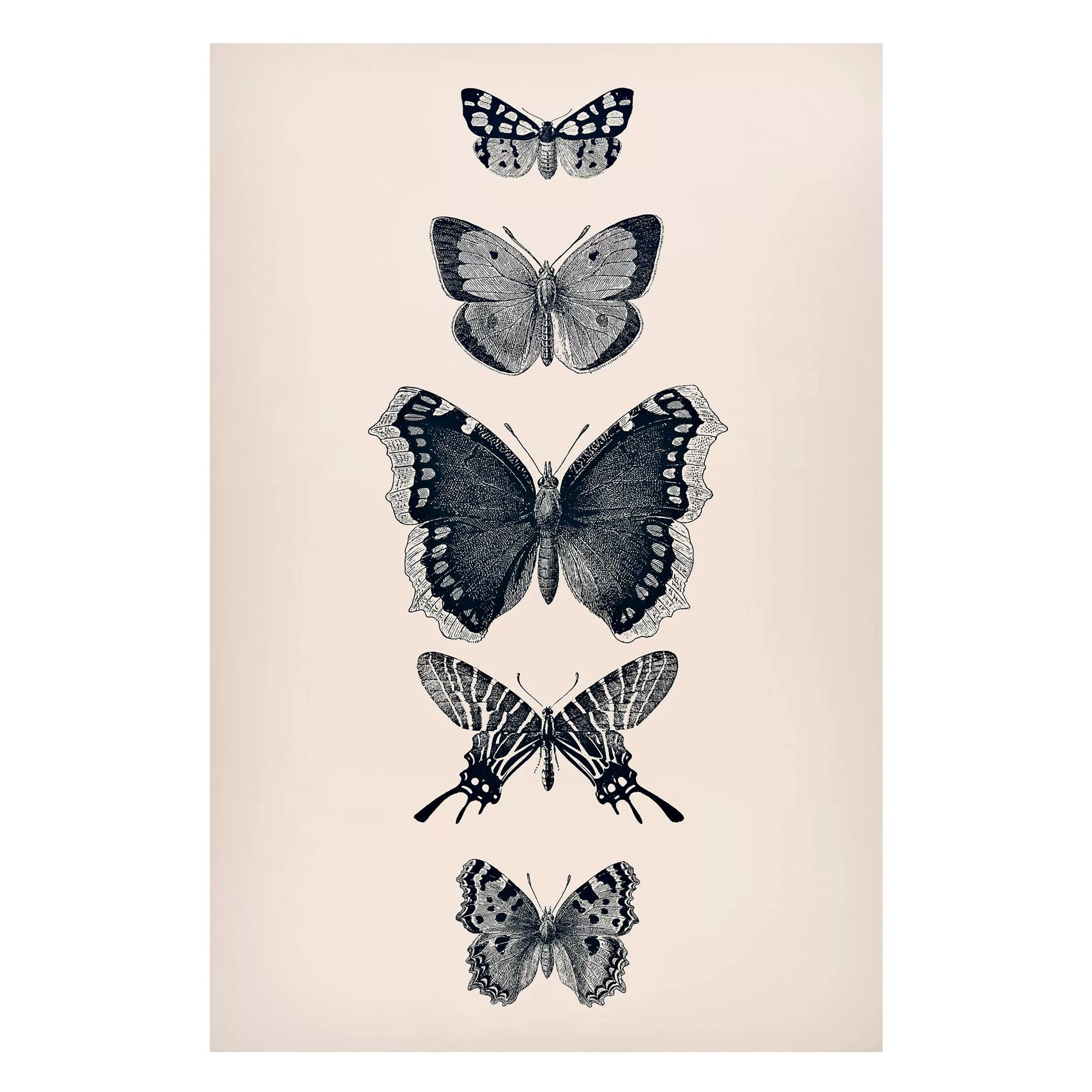Magnettafel Tusche Schmetterlinge auf Beige günstig online kaufen