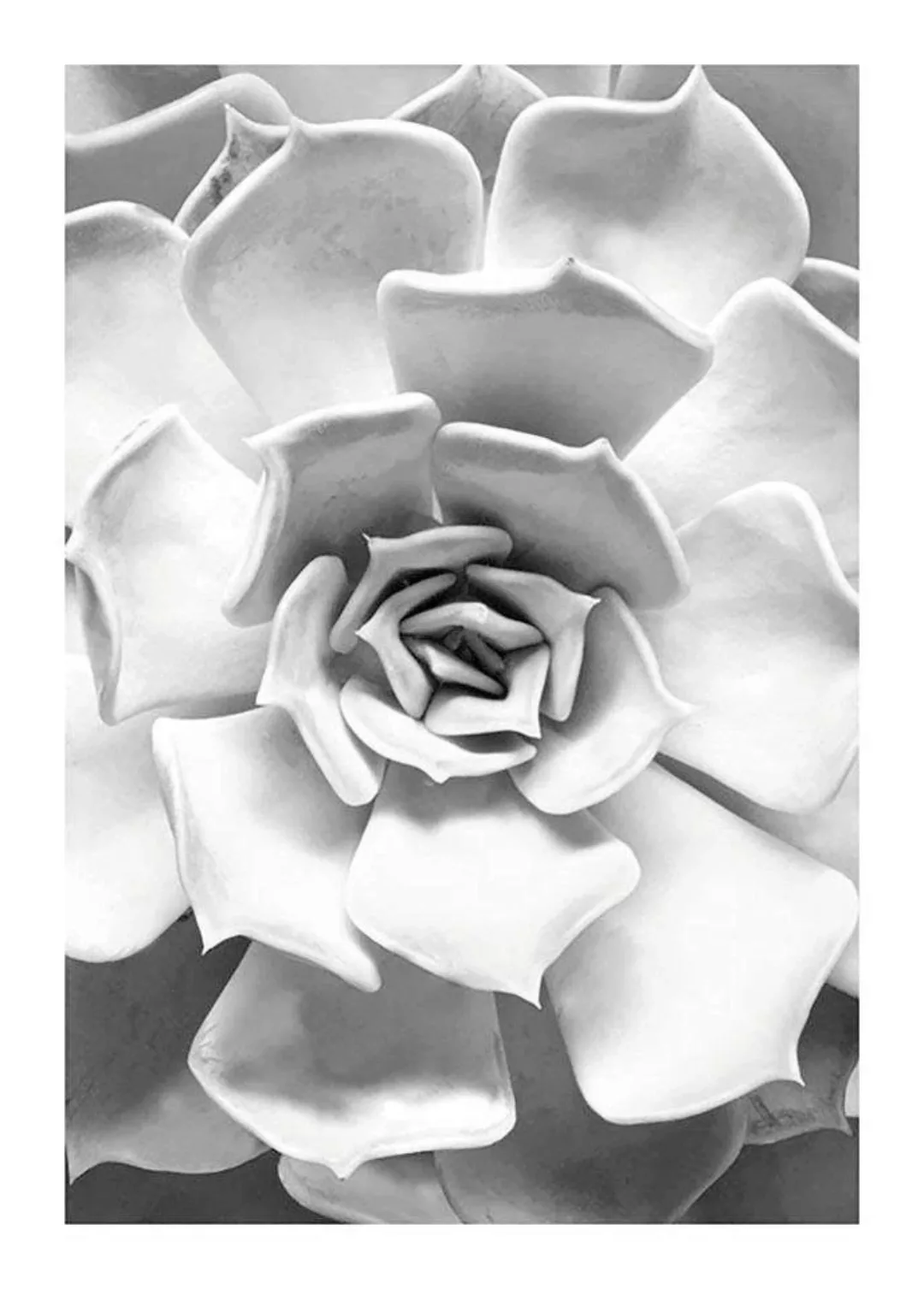 Komar Poster "Succulent Closeup", Pflanzen-Blätter, (1 St.) günstig online kaufen