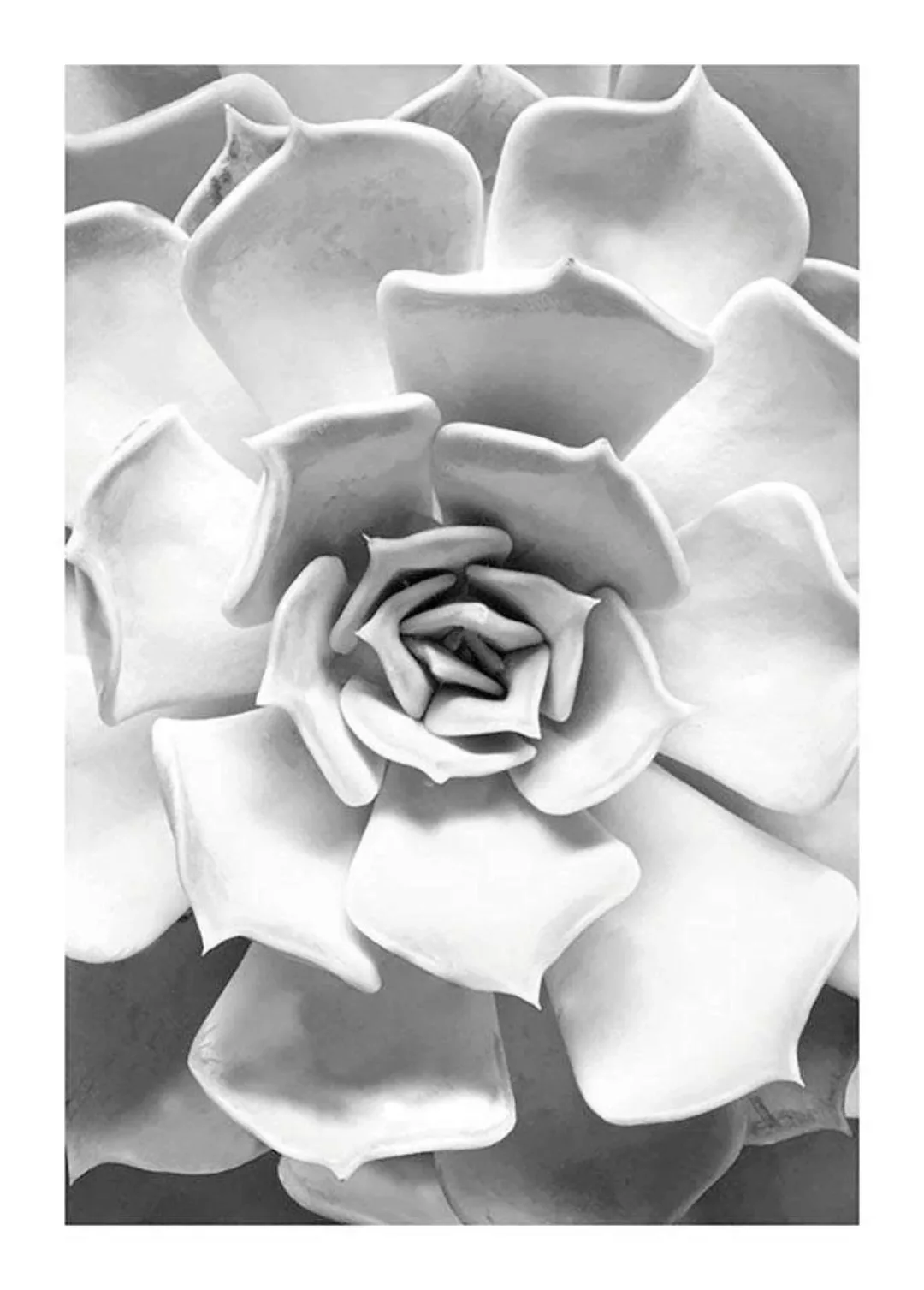 Komar Poster "Succulent Closeup", Pflanzen-Blätter, (1 St.), Kinderzimmer, günstig online kaufen