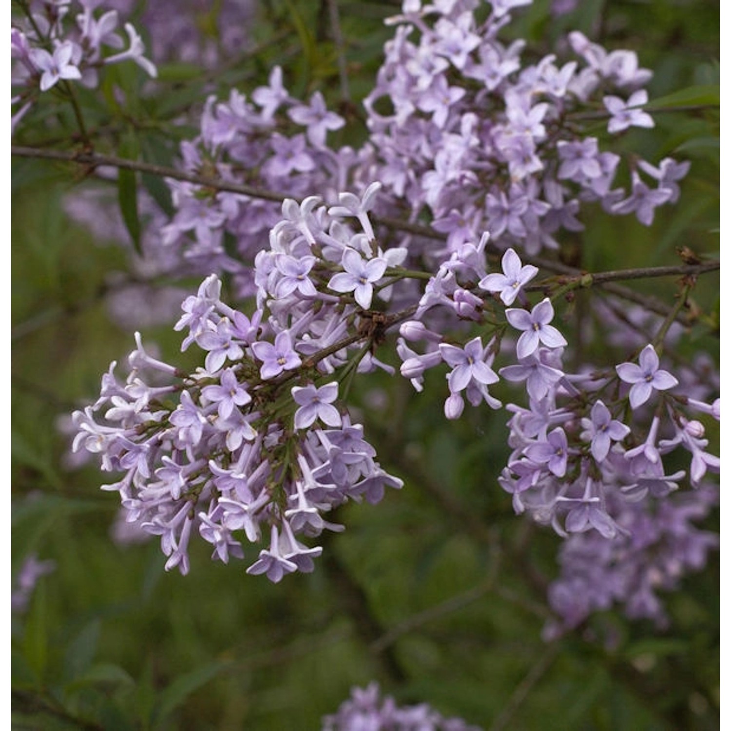 Persische Flieder 40-60cm - Syringa persica günstig online kaufen