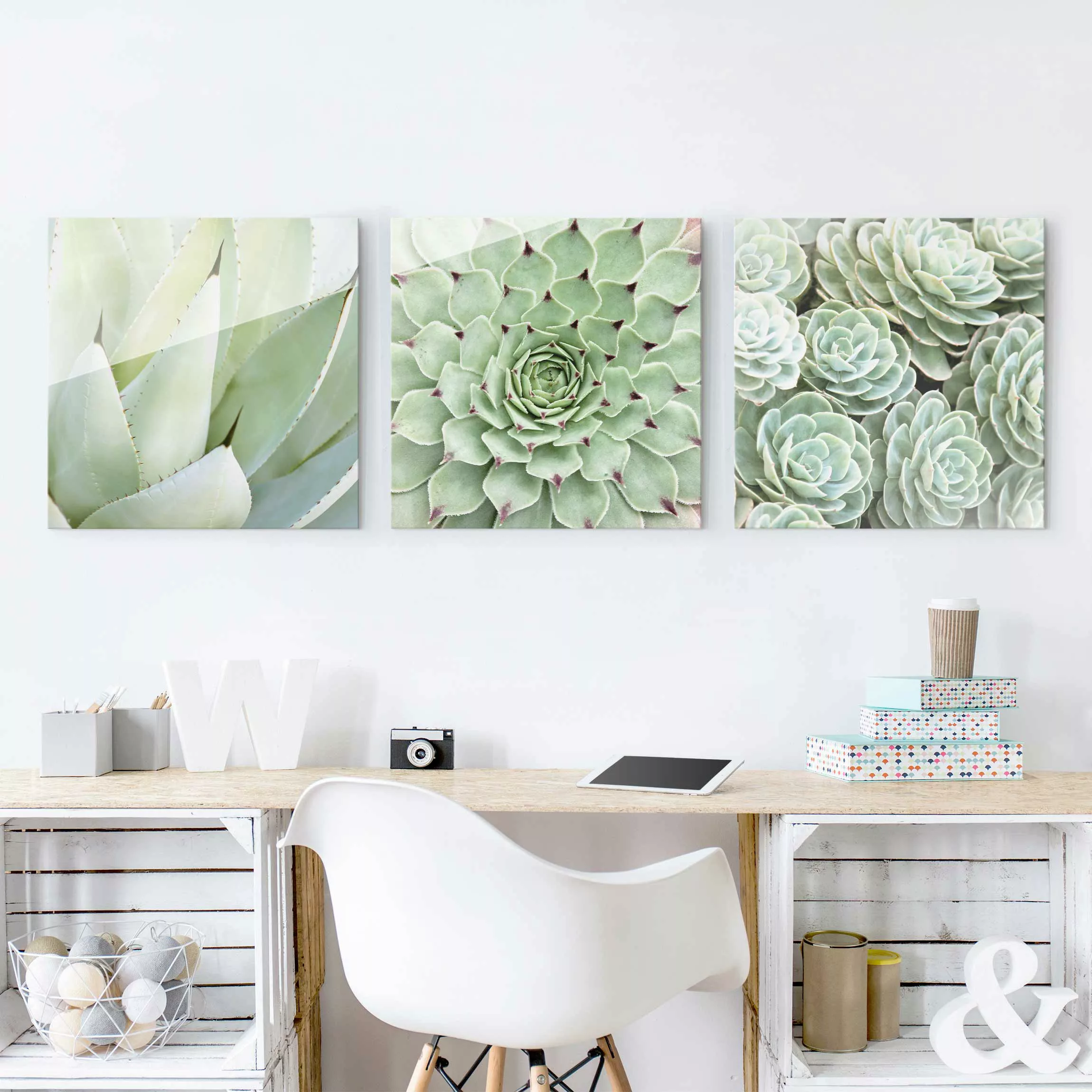3-teiliges Glasbild Botanik - Quadrat Kakteen Trio günstig online kaufen