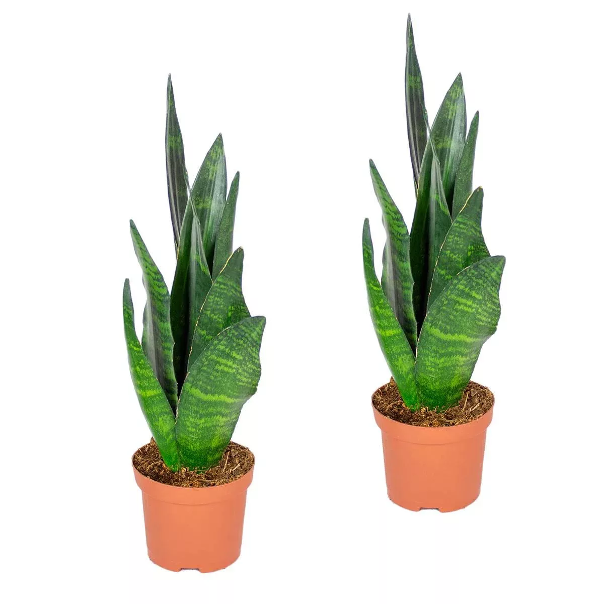 Casa Caron | Set mit 2 Sansevieria Black Coral günstig online kaufen