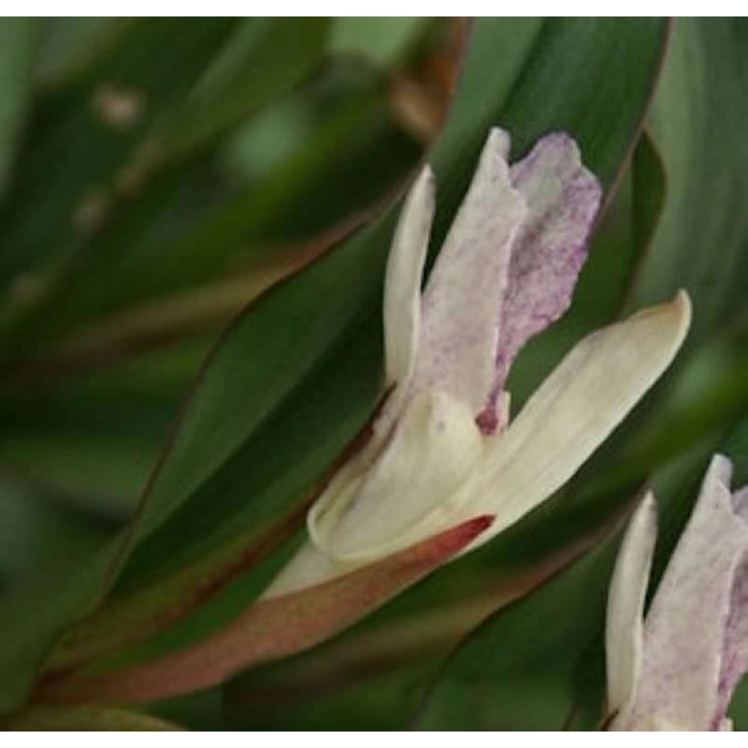 Ingwer Orchidee - Roscoea beesiana günstig online kaufen