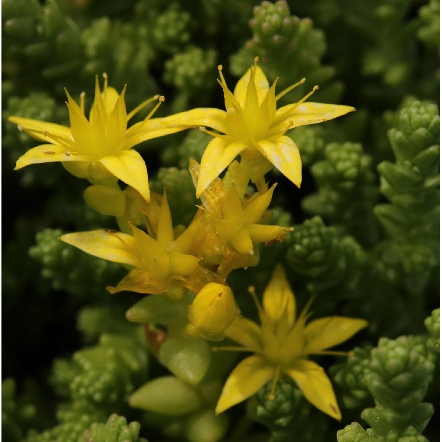 Scharfer Mauerpfeffer - Sedum acre günstig online kaufen