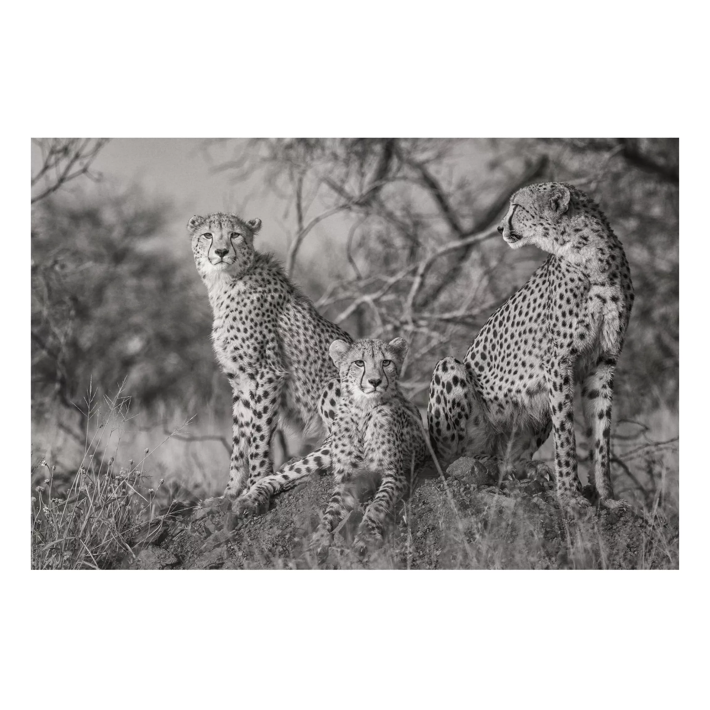 Alu-Dibond Bild Schwarz-Weiß - Querformat 3:2 Drei Geparden günstig online kaufen