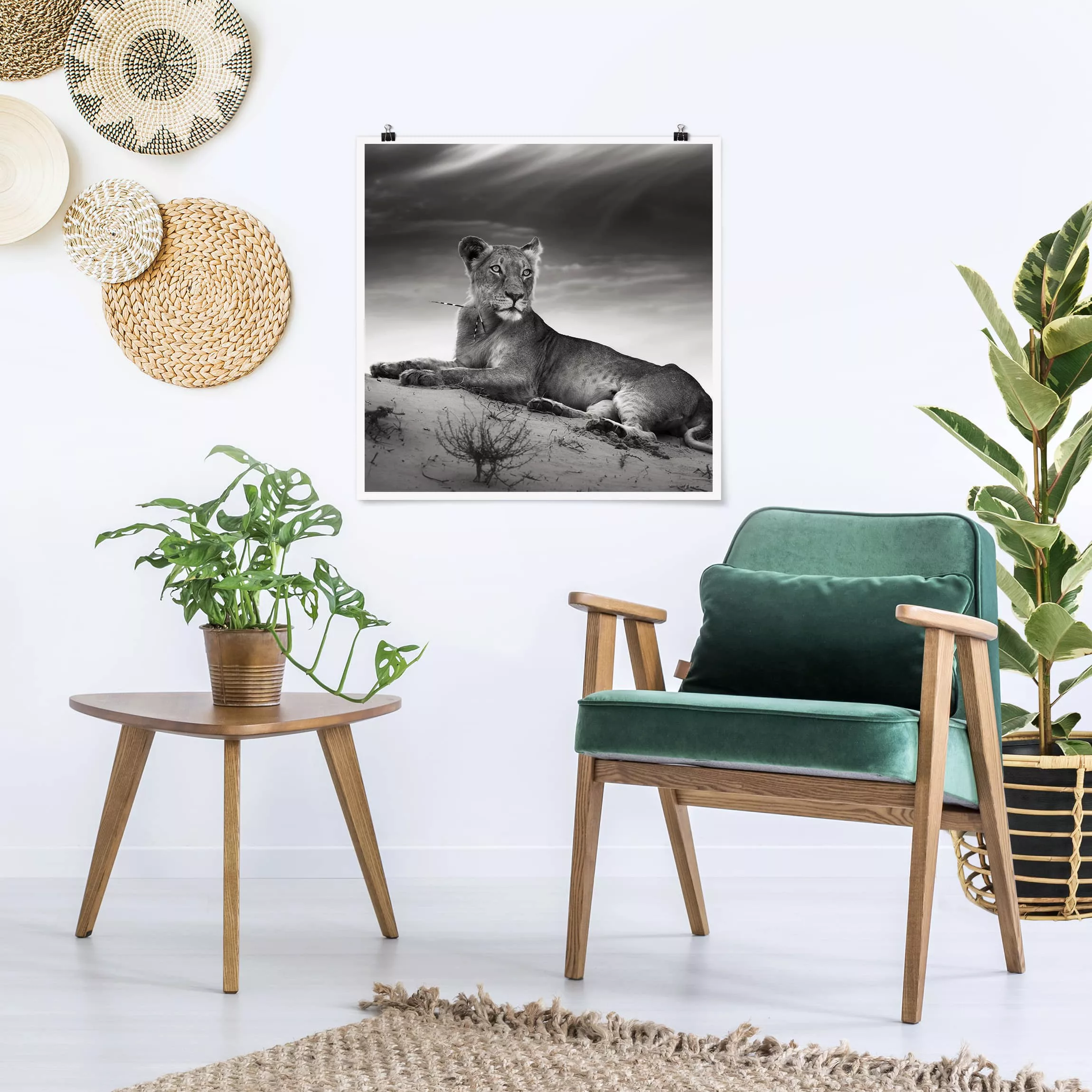 Poster Tiere - Quadrat Resting Lion günstig online kaufen