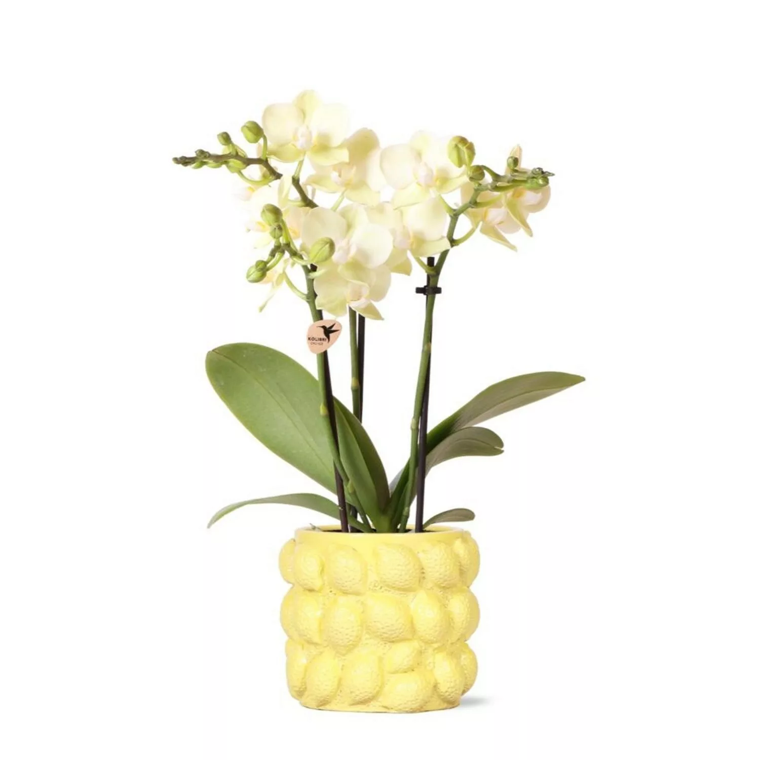 Kolibri Orchids gelbe Phalaenopsis Orchidee Mexiko Topfgröße 9cm günstig online kaufen