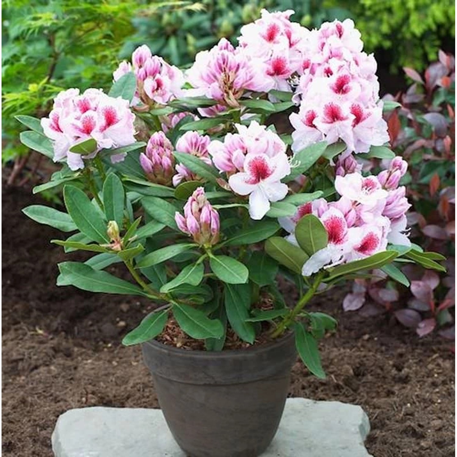 Großblumige Rhododendron Belami 30-40cm - Alpenrose günstig online kaufen