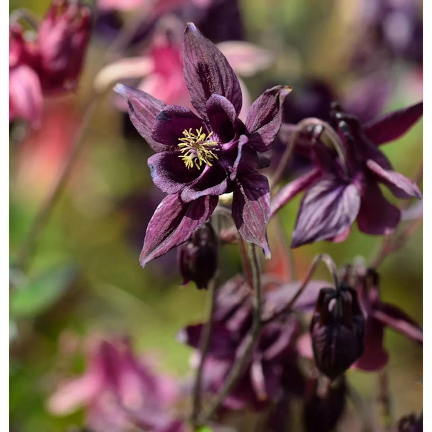 Schwarzviolette Akelei - Aquilegia atrata günstig online kaufen