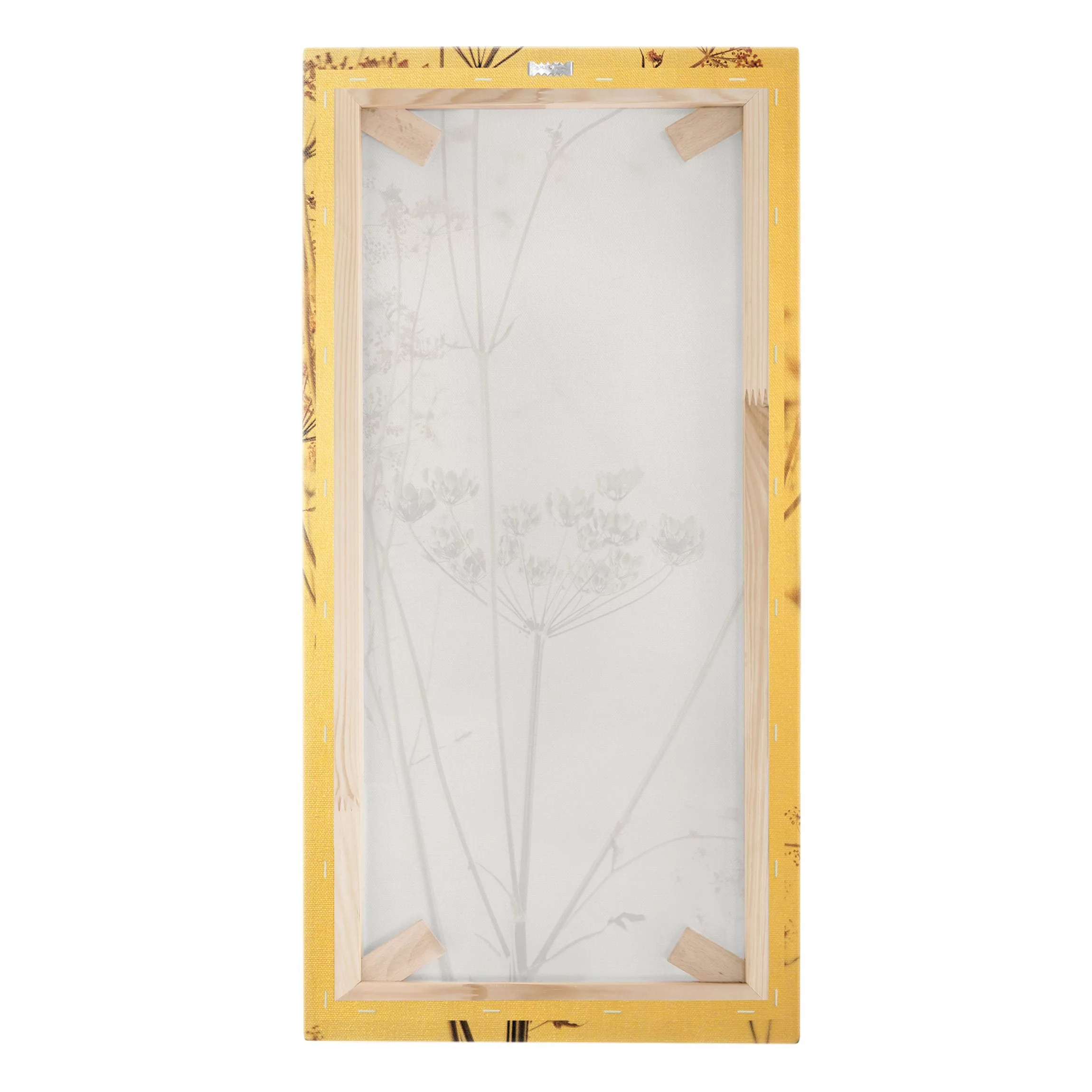 Leinwandbild Trockenblume im Lichtspiel günstig online kaufen