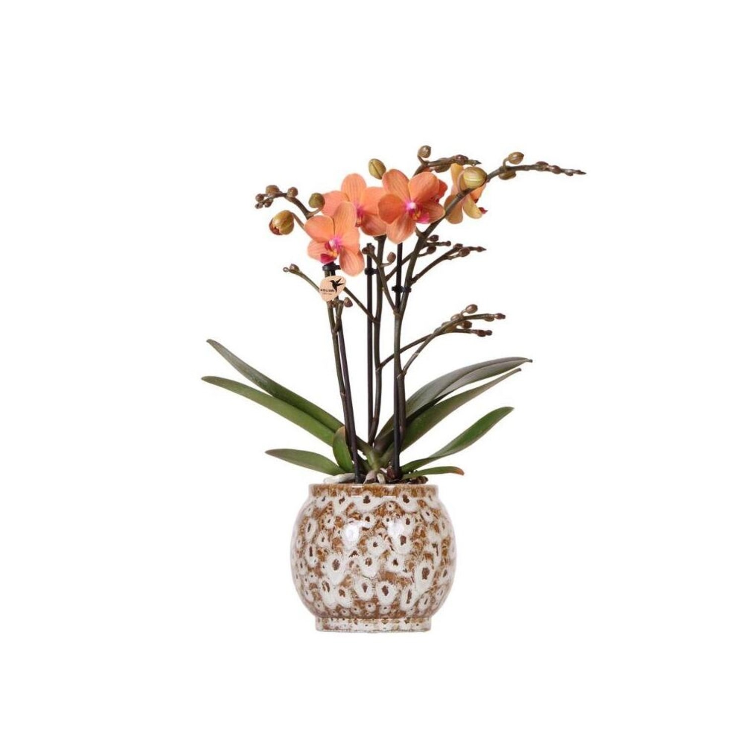 Kolibri Orchids Orange Phalaenopsis Orchidee Mineral Bolzano & Safari Topf günstig online kaufen