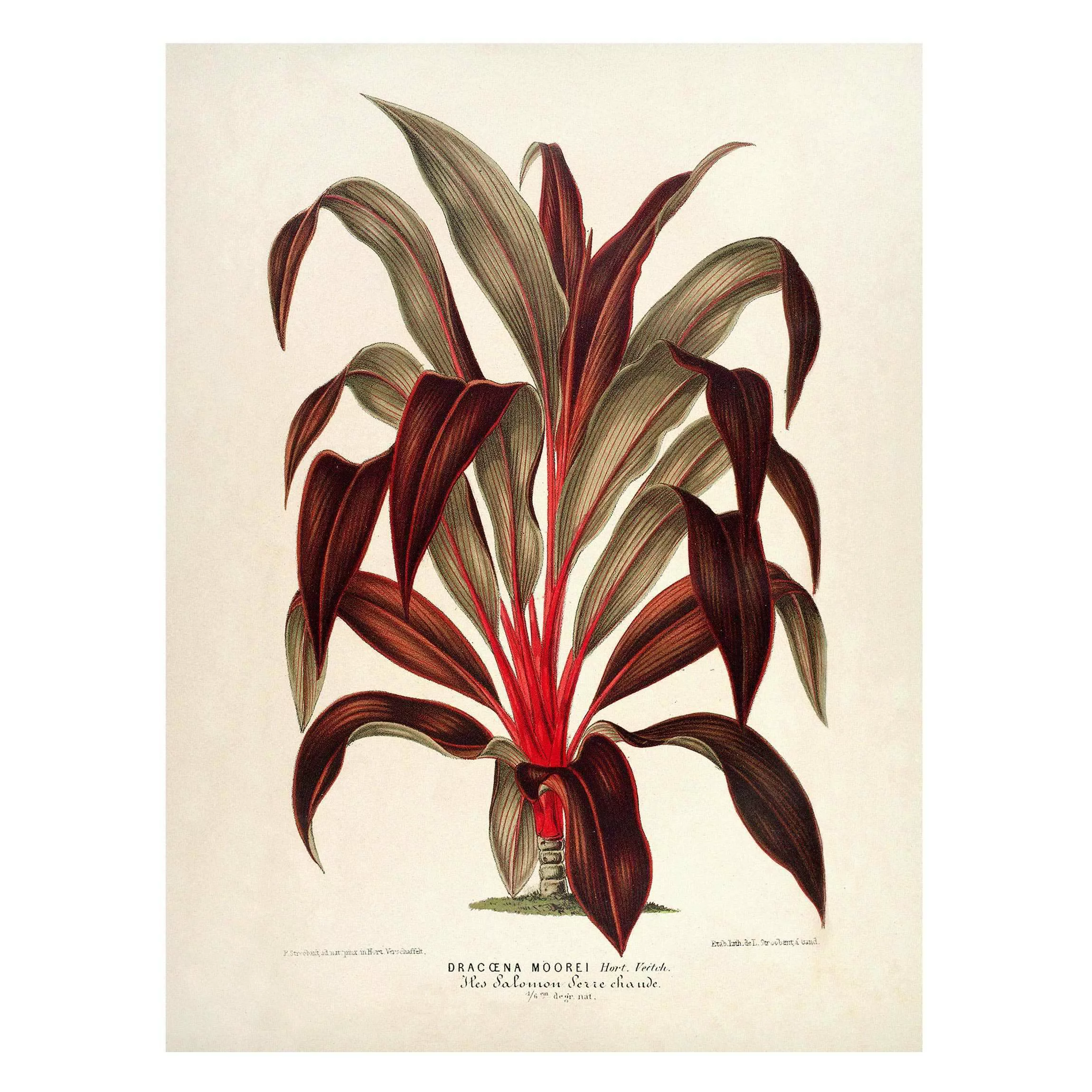 Magnettafel Blumen - Hochformat 3:4 Botanik Vintage Illustration Drachenbau günstig online kaufen