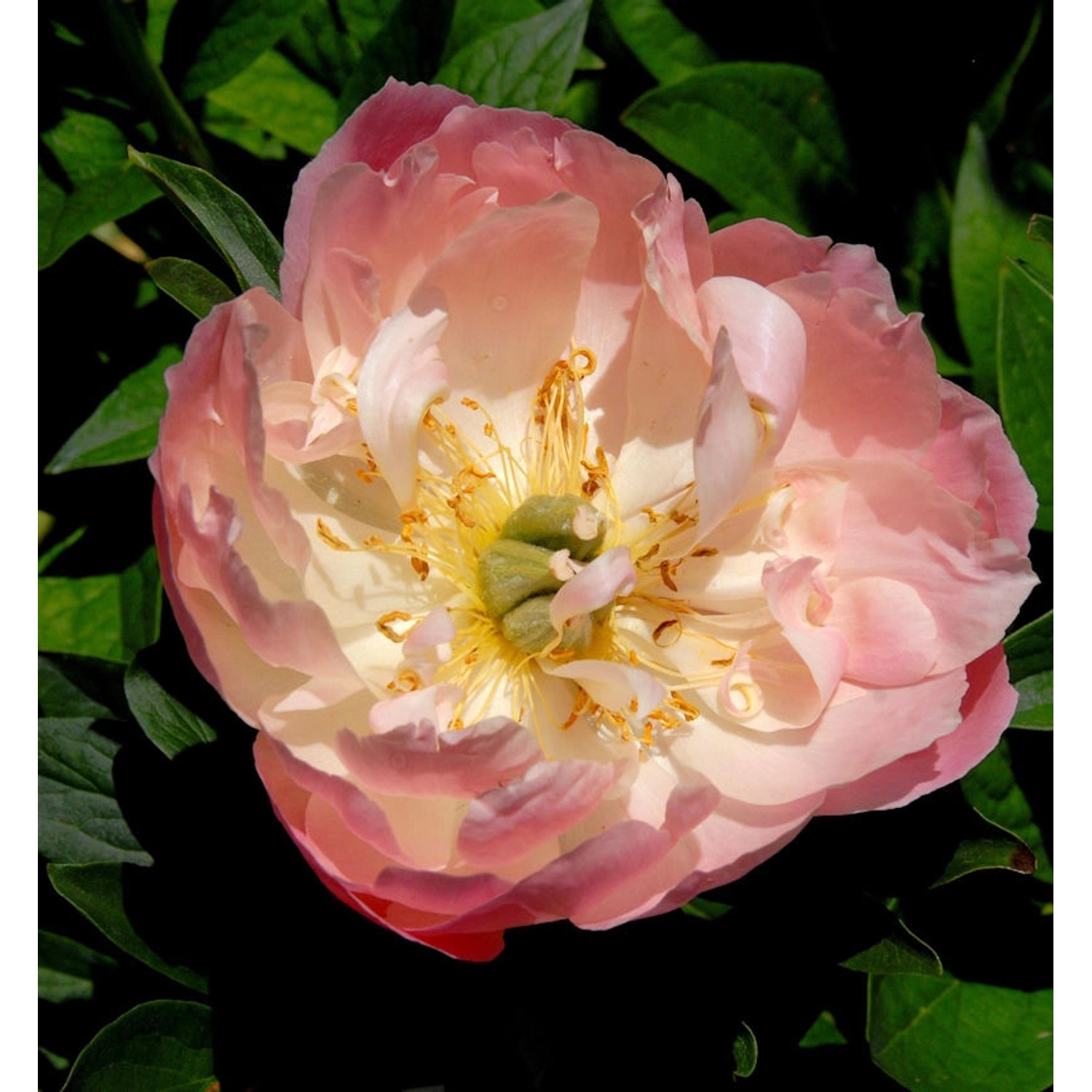 Edel Pfingstrose Coral Sunset - Paeonia cultorum günstig online kaufen