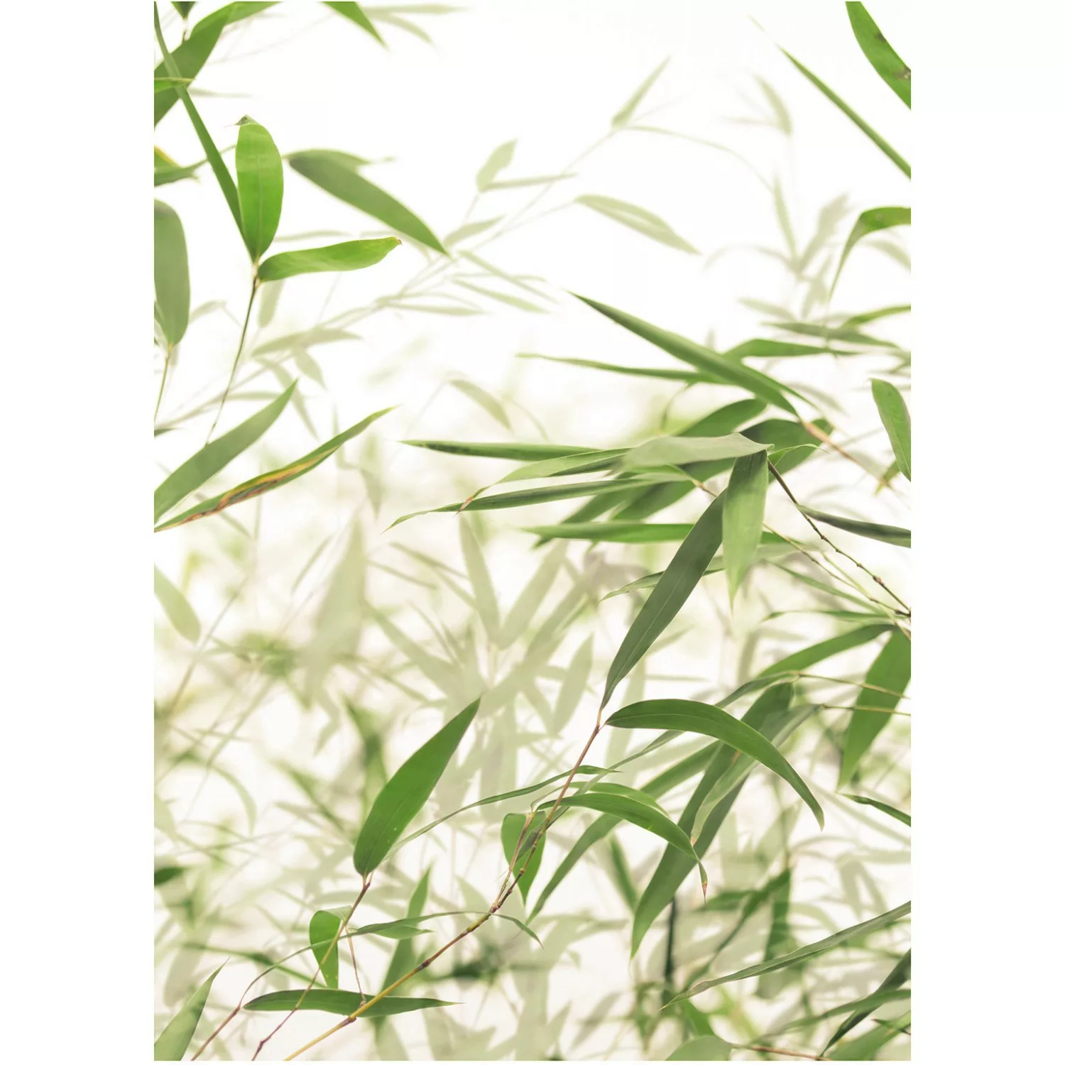 Komar Wandbild Bamboo Leaves 30 x 40 cm günstig online kaufen