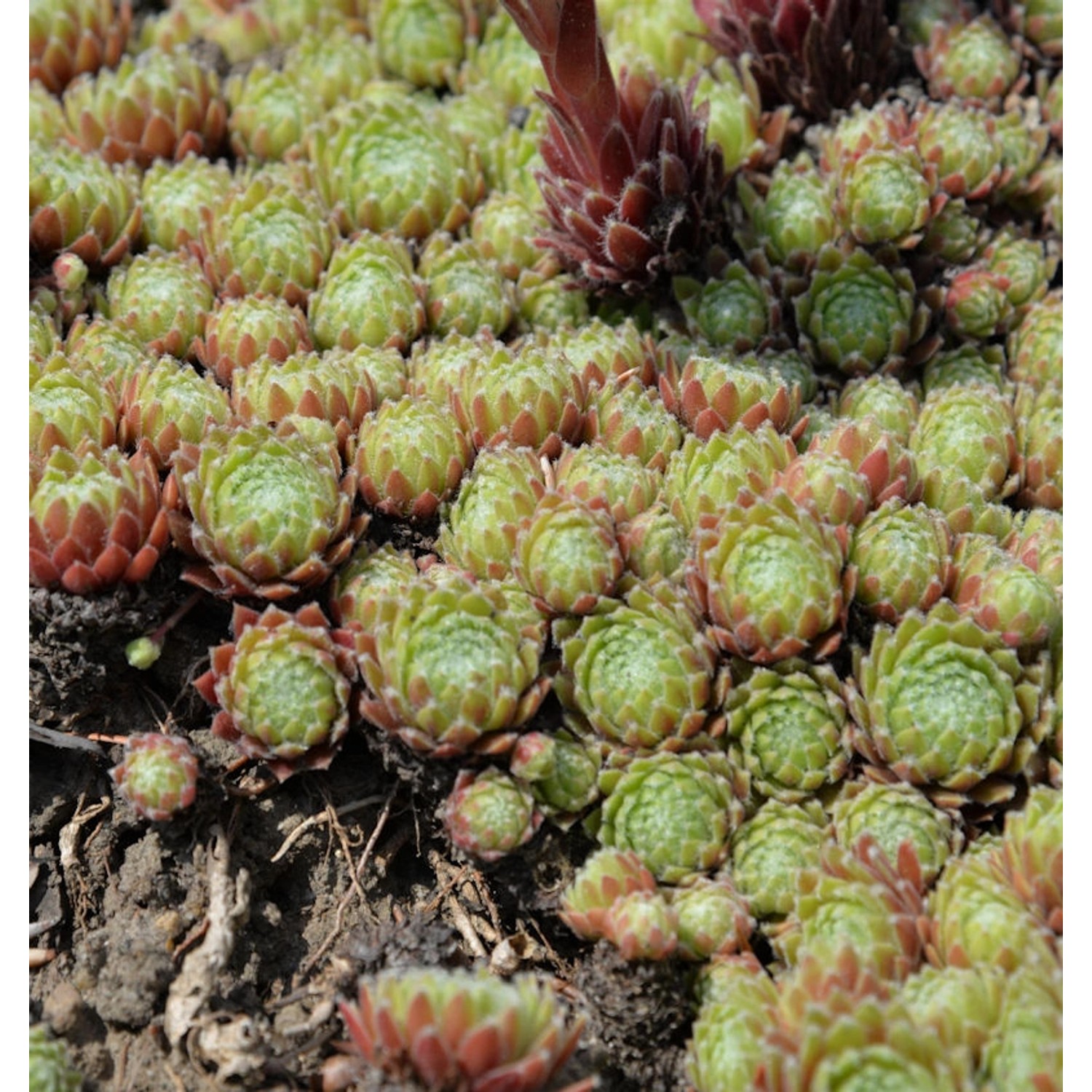 Hauswurz Feldmaier - Sempervivum cultorum günstig online kaufen