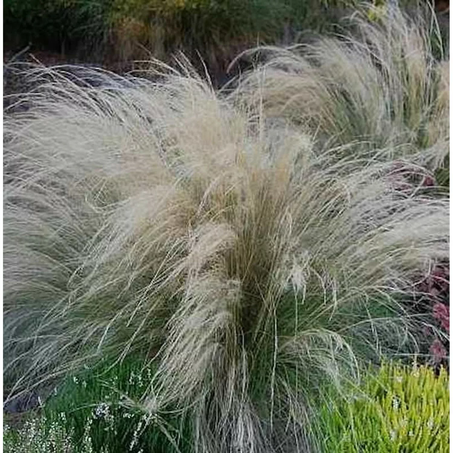 Engelshaargras - Stipa tenuissima günstig online kaufen