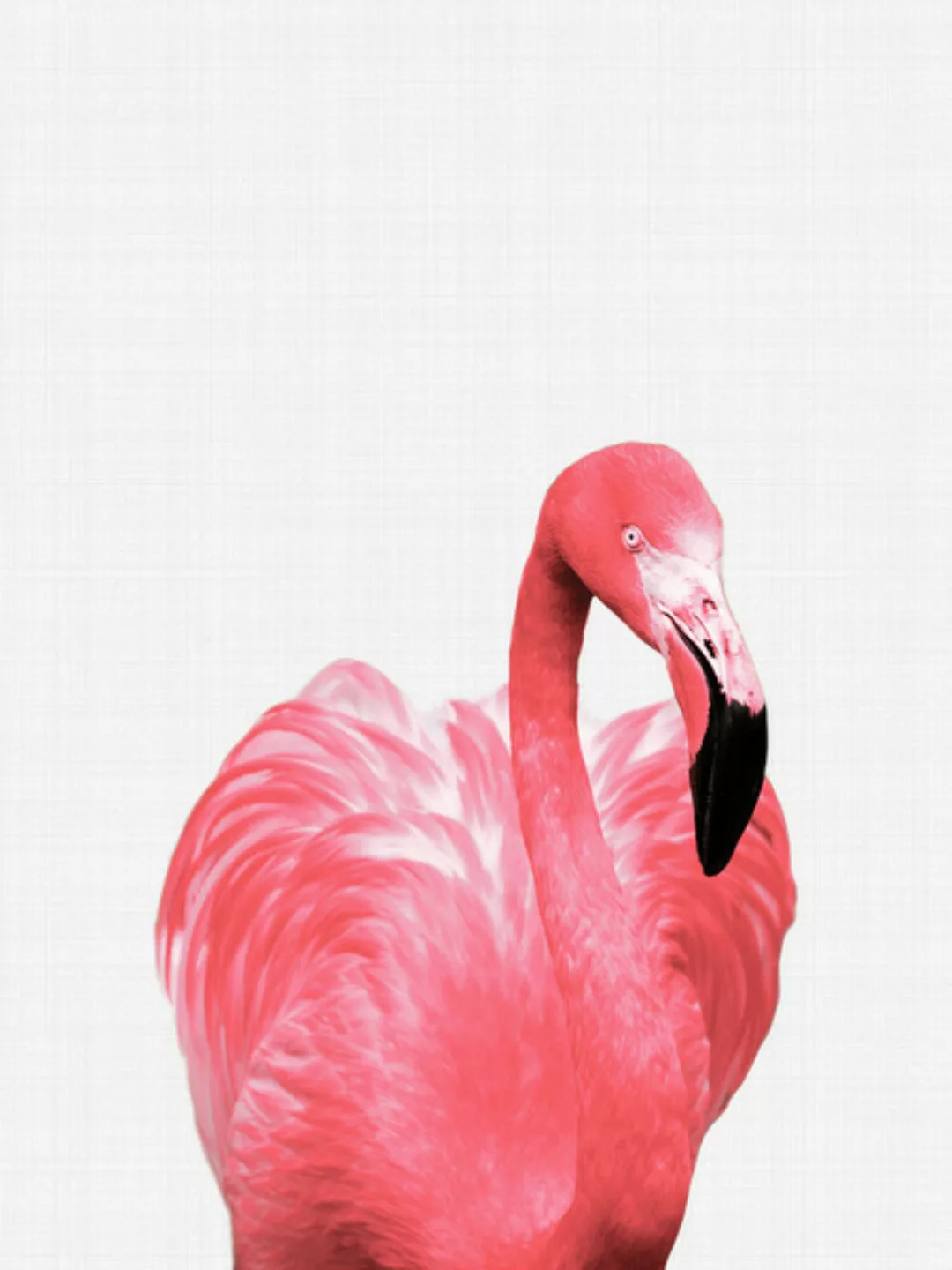 Poster / Leinwandbild - Flamingo günstig online kaufen