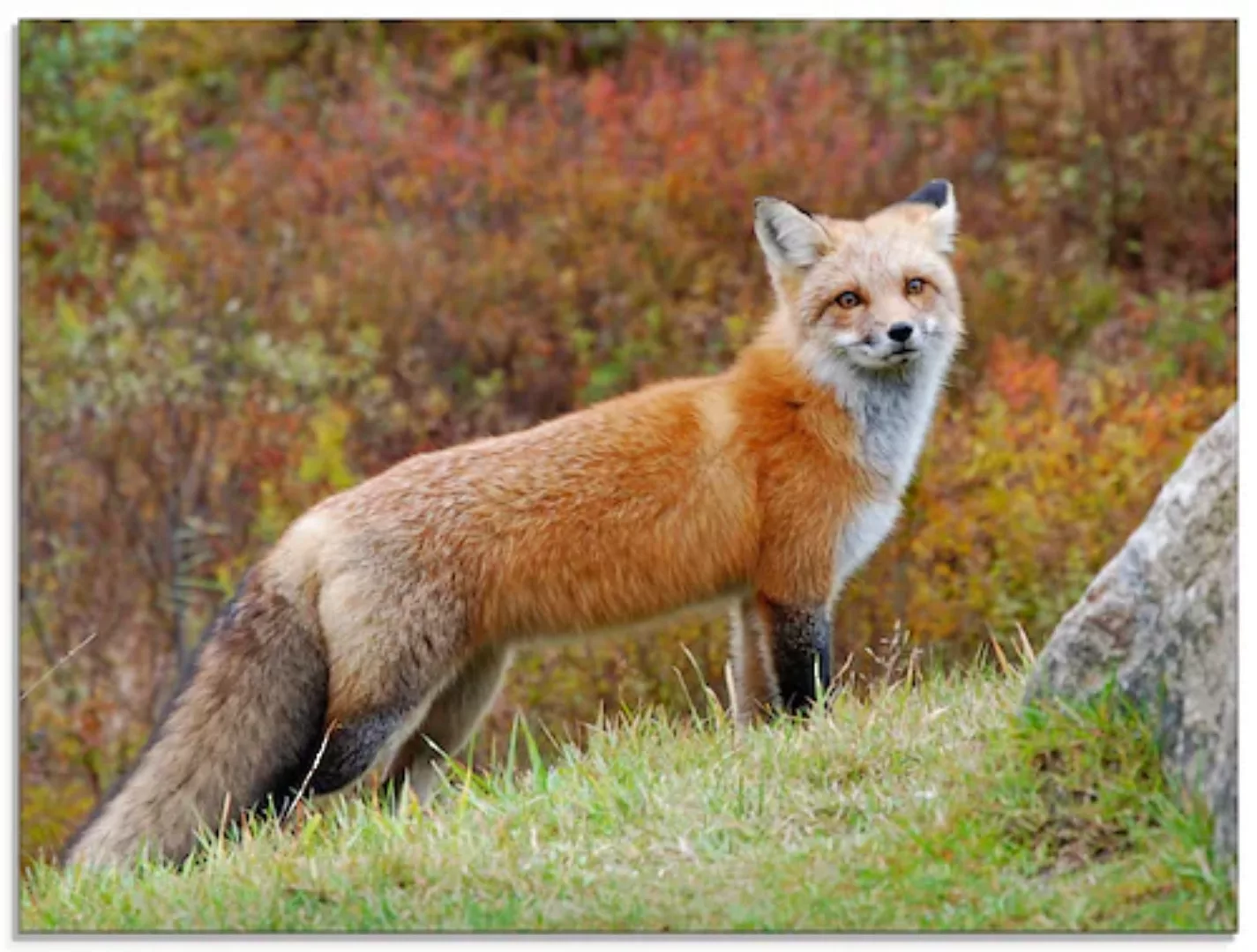 Artland Glasbild »Fuchs I«, Wildtiere, (1 St.), in verschiedenen Größen günstig online kaufen