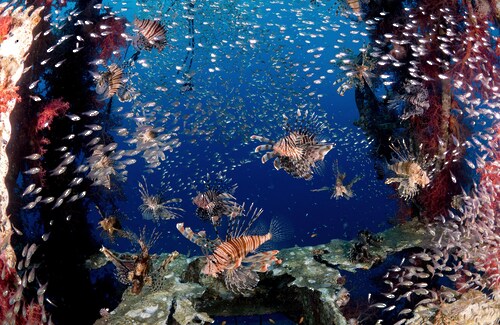 Papermoon Fototapete »Photo-Art ILAN BEN TOV, LIONFISH PARTY« günstig online kaufen