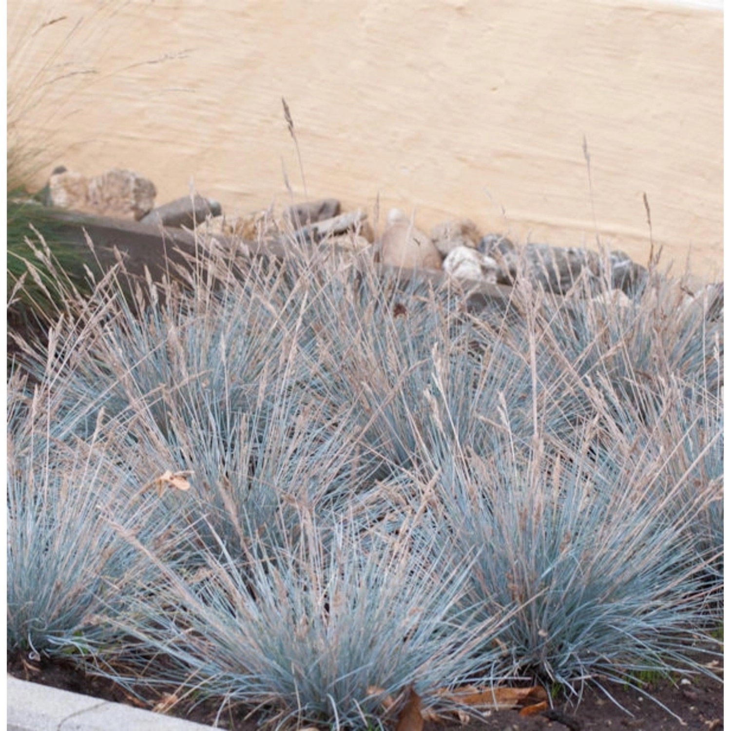 Blauschwingel Uchte - Festuca cinerea günstig online kaufen