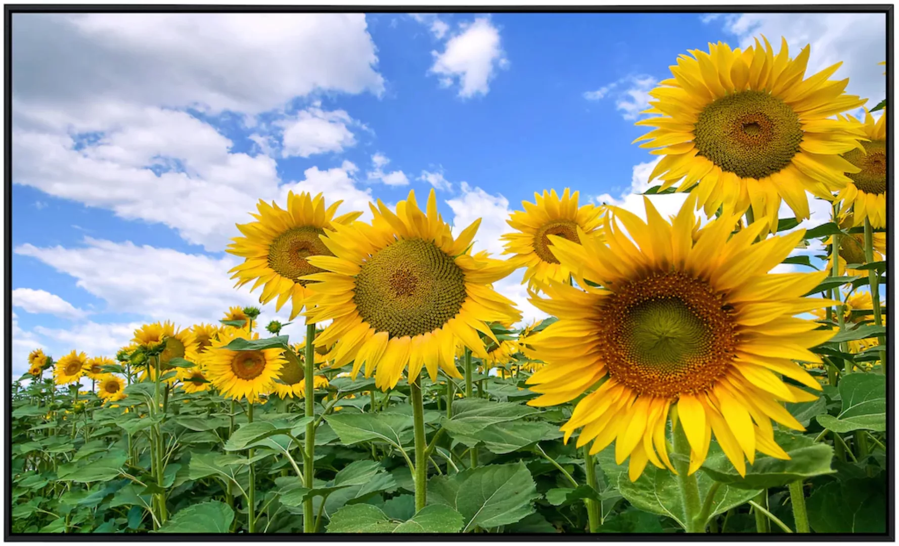 Papermoon Infrarotheizung »Sonnenblumenfeld«, sehr angenehme Strahlungswärm günstig online kaufen
