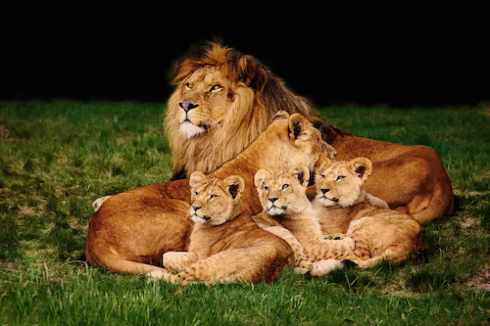 Papermoon Fototapete »Löwenfamilie« günstig online kaufen