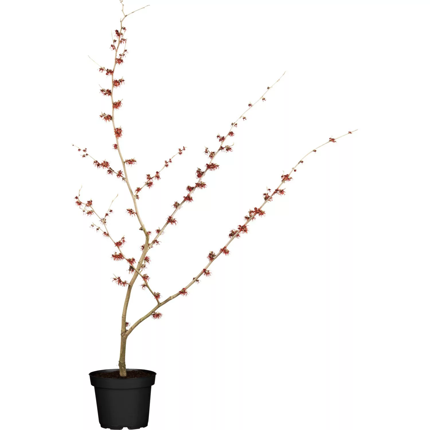 Zaubernuss Höhe ca. 40 -50 cm Topf ca. 5 l Hamamelis günstig online kaufen