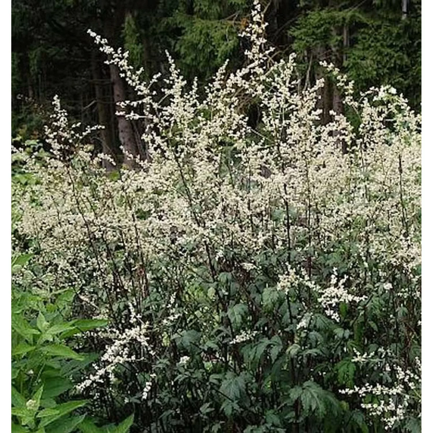 Chinabeifuss Guizhou - Artemisia lactiflora günstig online kaufen