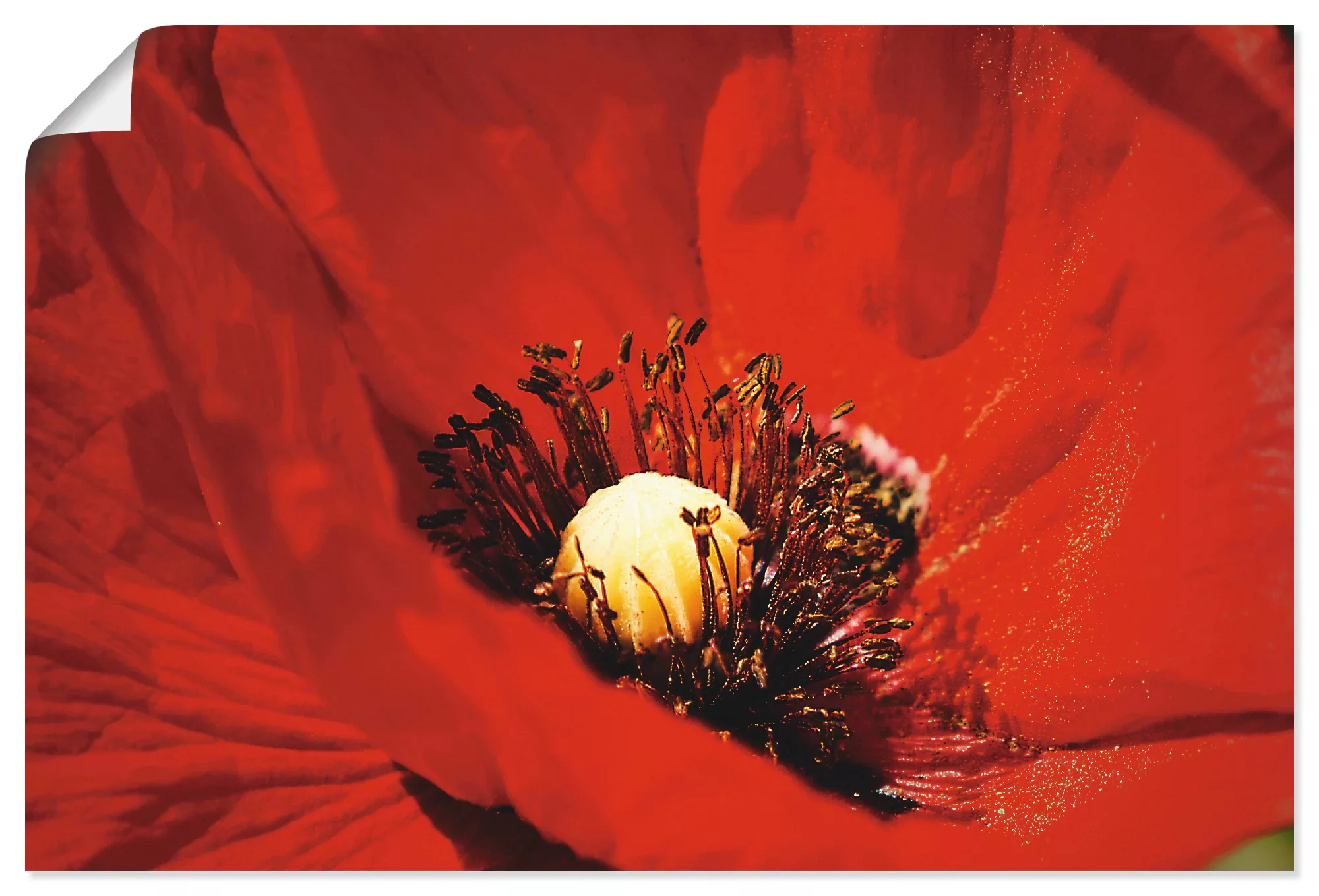 Artland Wandbild "Roter Mohn", Blumen, (1 St.), als Alubild, Leinwandbild, günstig online kaufen
