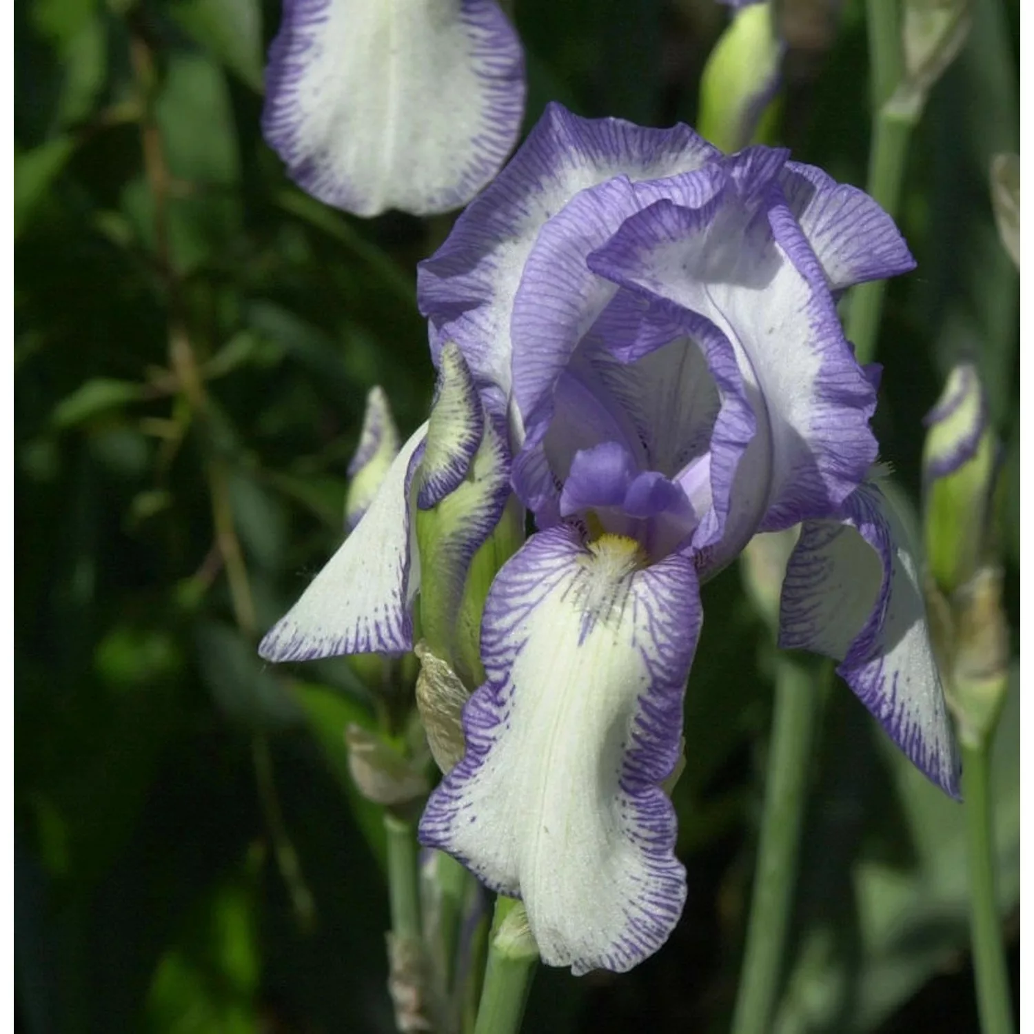 Mittelhohe Schwertlilie Bold Print - Iris barbata günstig online kaufen