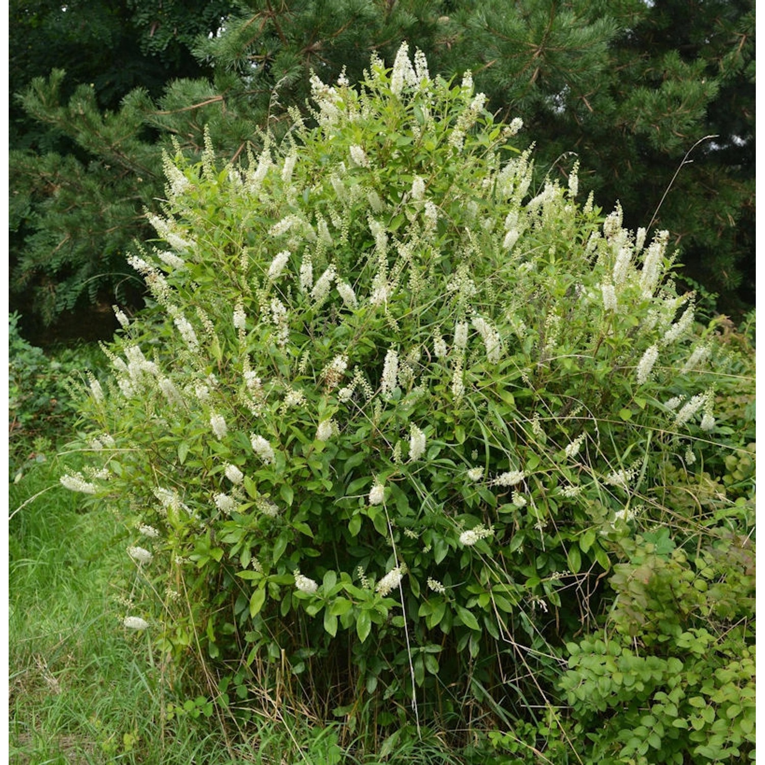 Zimterle Silberkerzenstrauch 40-60cm - Clethra alnifolia günstig online kaufen